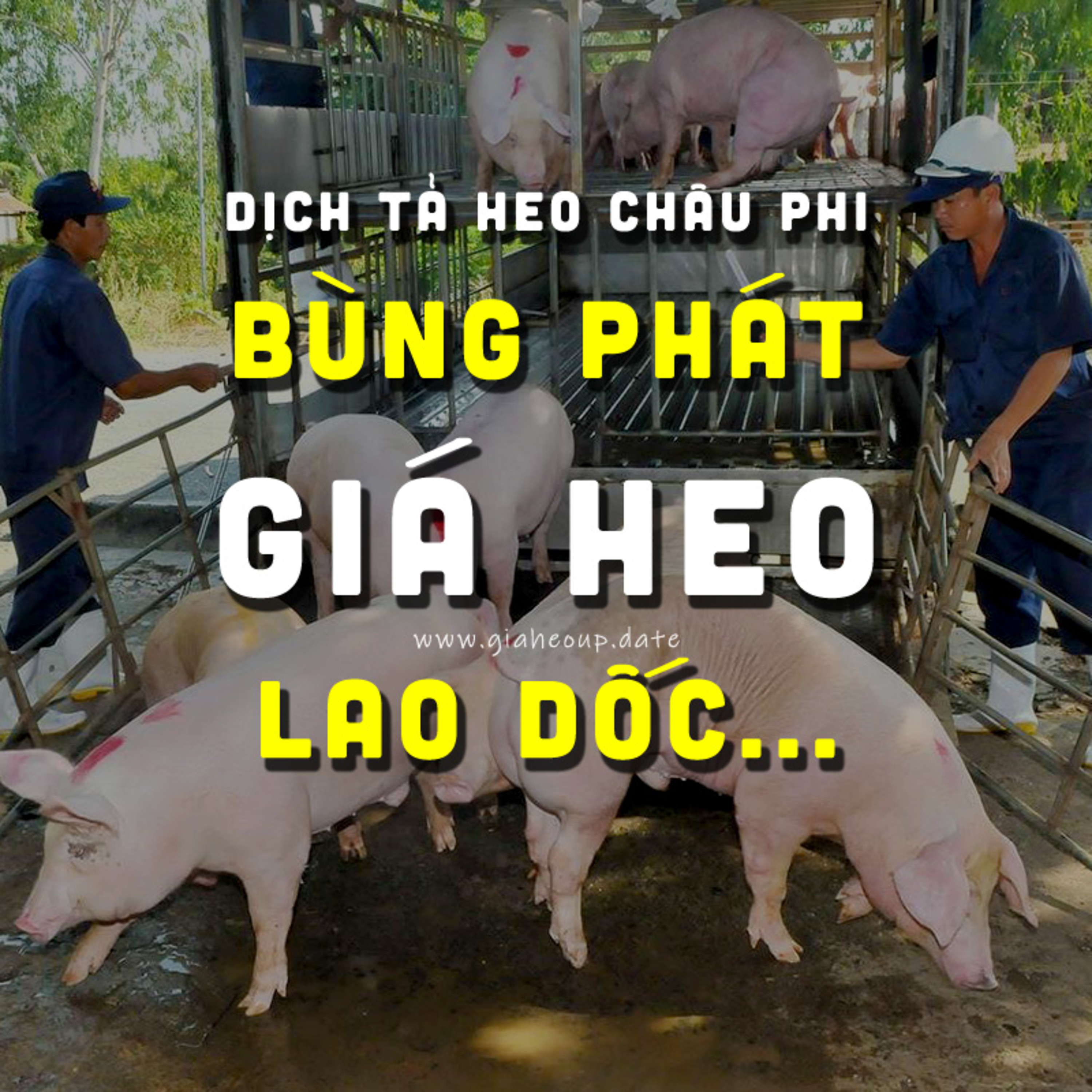 ▶ GIẢM GIÁ KÉP: KHI DỊCH BỆNH & THƯƠNG LÁI CÙNG ÉP NGƯỜI NUÔI HEO #PODCAST #GIAHEOHOI #CHANNUOIHEO episode artwork