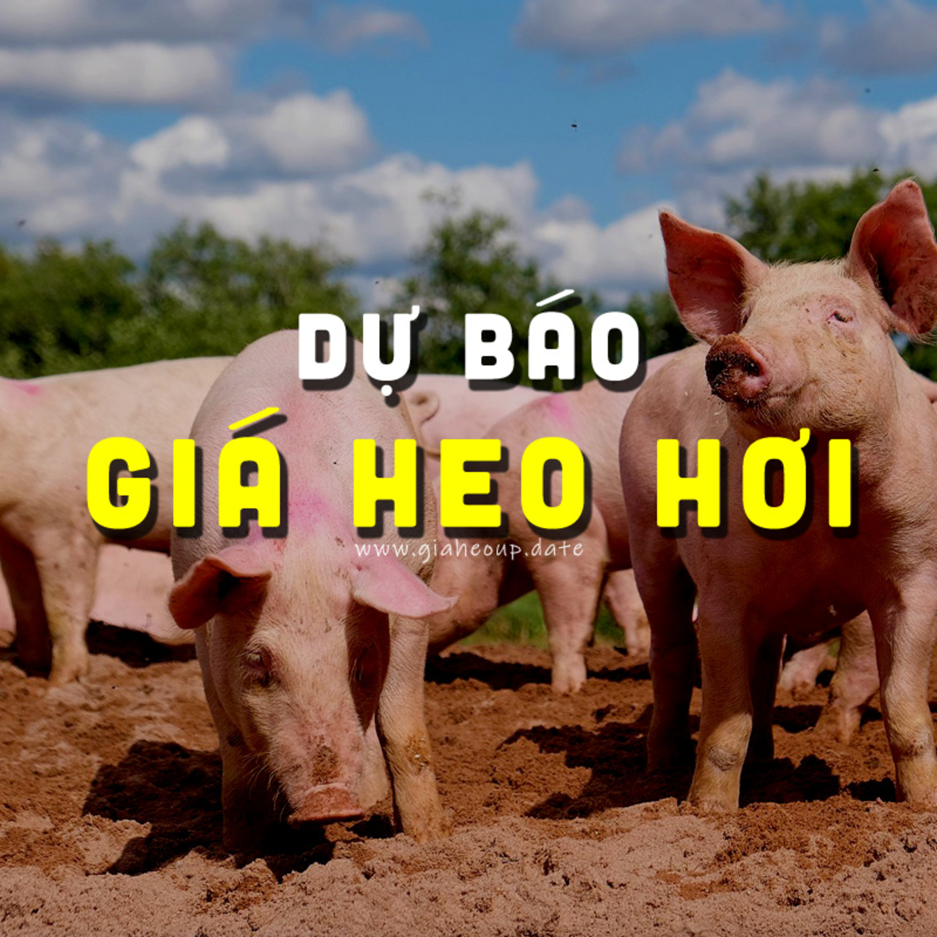 DỰ BÁO GIÁ HEO HƠI NGÀY MAI 28/7/2025 ▶ DỊCH TẢ HEO CHÂU PHI LAN RỘNG... #GIAHEOHOI #DICHTAHEO episode artwork