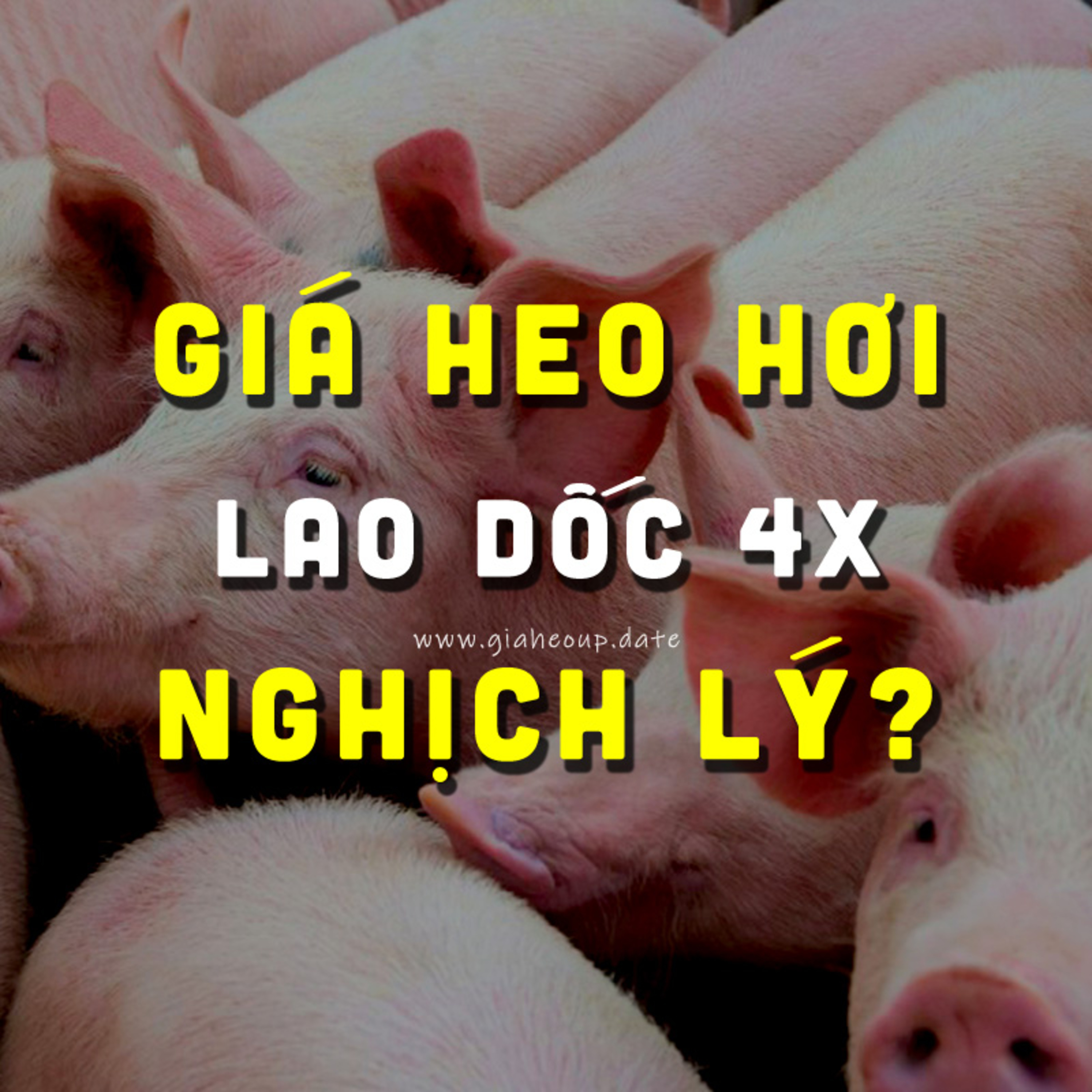 ▶ GIÁ HEO HƠI SỤT GIẢM: NGHỊCH LÝ THẬT SỰ ĐẰNG SAU CƠN BÃO ASF & THỊT NHẬP KHẨU? #PODCAST #GIAHEOHOI episode artwork
