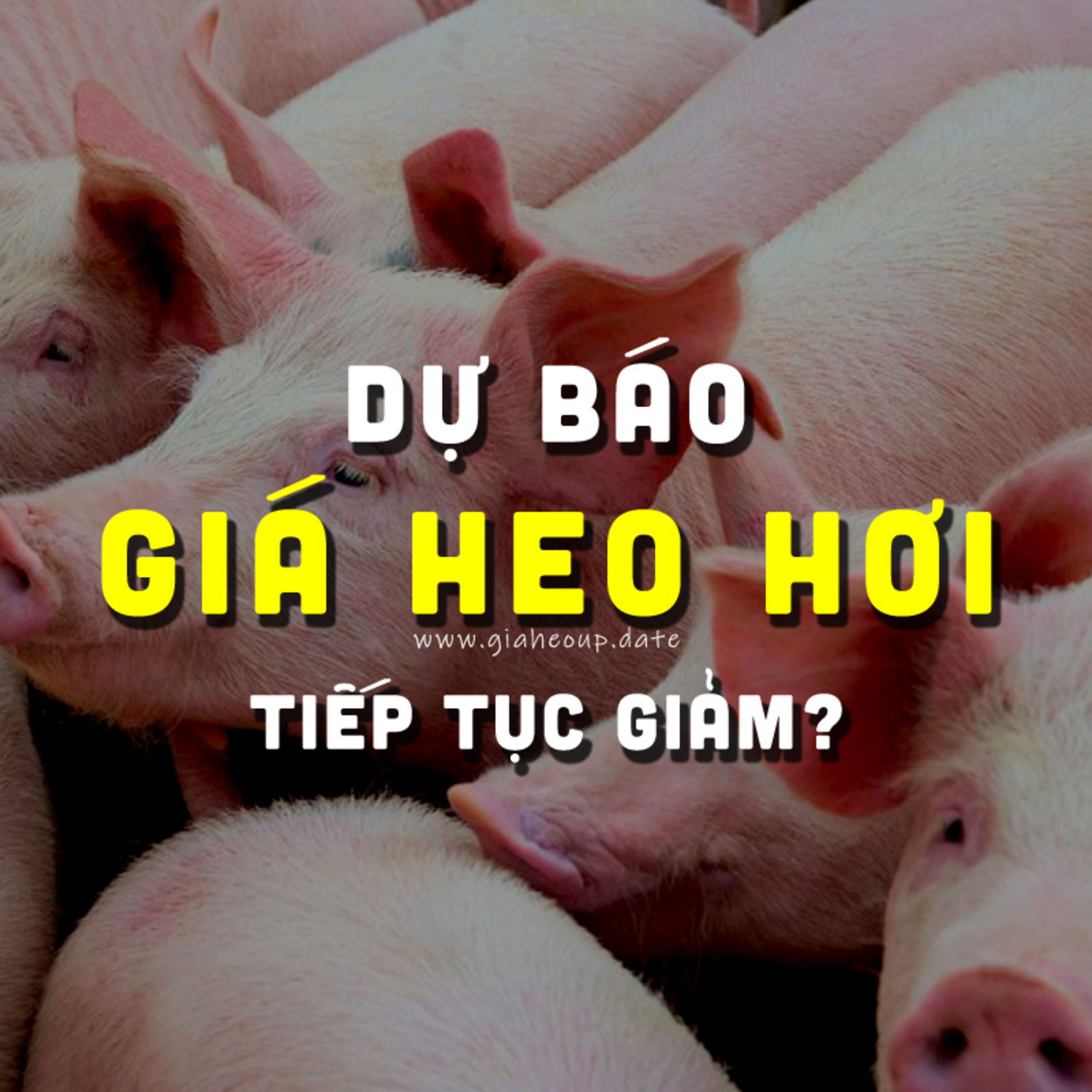 DỰ BÁO GIÁ HEO HƠI NGÀY MAI 6/11/2025 ▶ MƯA BÃO LŨ & DỊCH TẢ HEO CHÂU PHI PHỨC TẠP... #GIAHEOHOI episode artwork