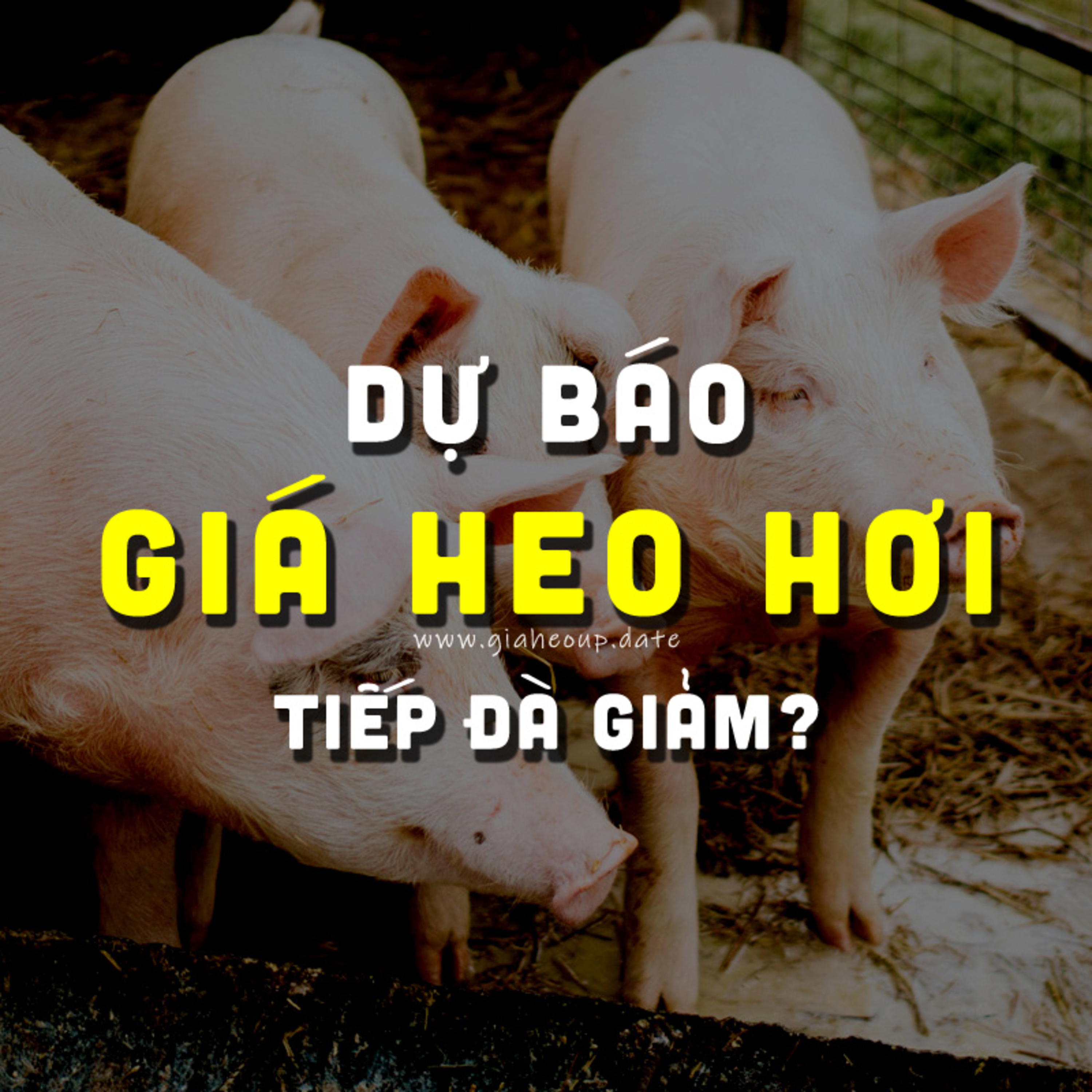 DỰ BÁO GIÁ HEO HƠI NGÀY MAI 7/11/2025 ▶ MƯA BÃO LŨ & DỊCH TẢ HEO CHÂU PHI PHỨC TẠP... #GIAHEOHOI episode artwork