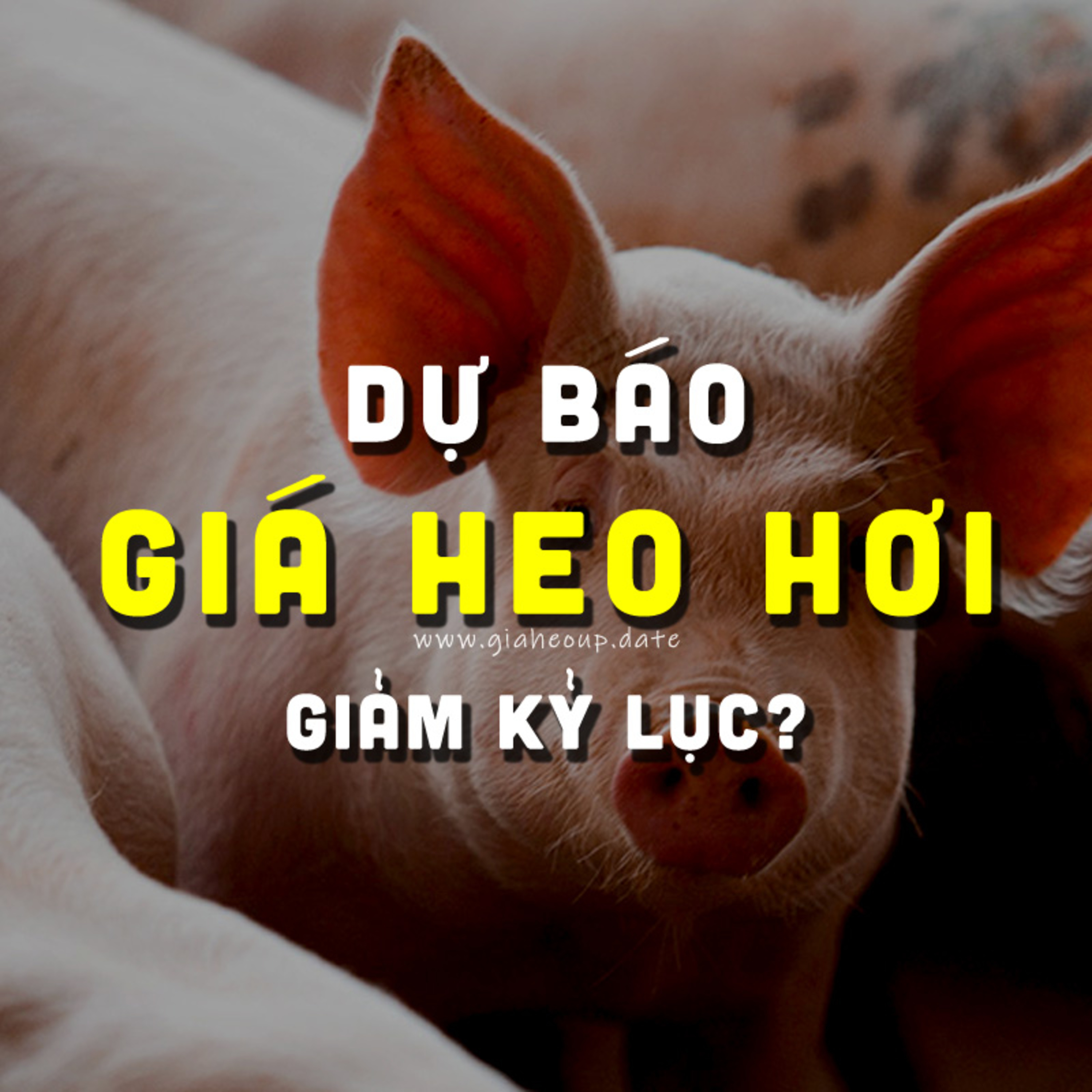 DỰ BÁO GIÁ HEO HƠI NGÀY MAI 8/11/2025 ▶ MƯA BÃO LŨ & DỊCH TẢ HEO CHÂU PHI PHỨC TẠP... #GIAHEOHOI episode artwork