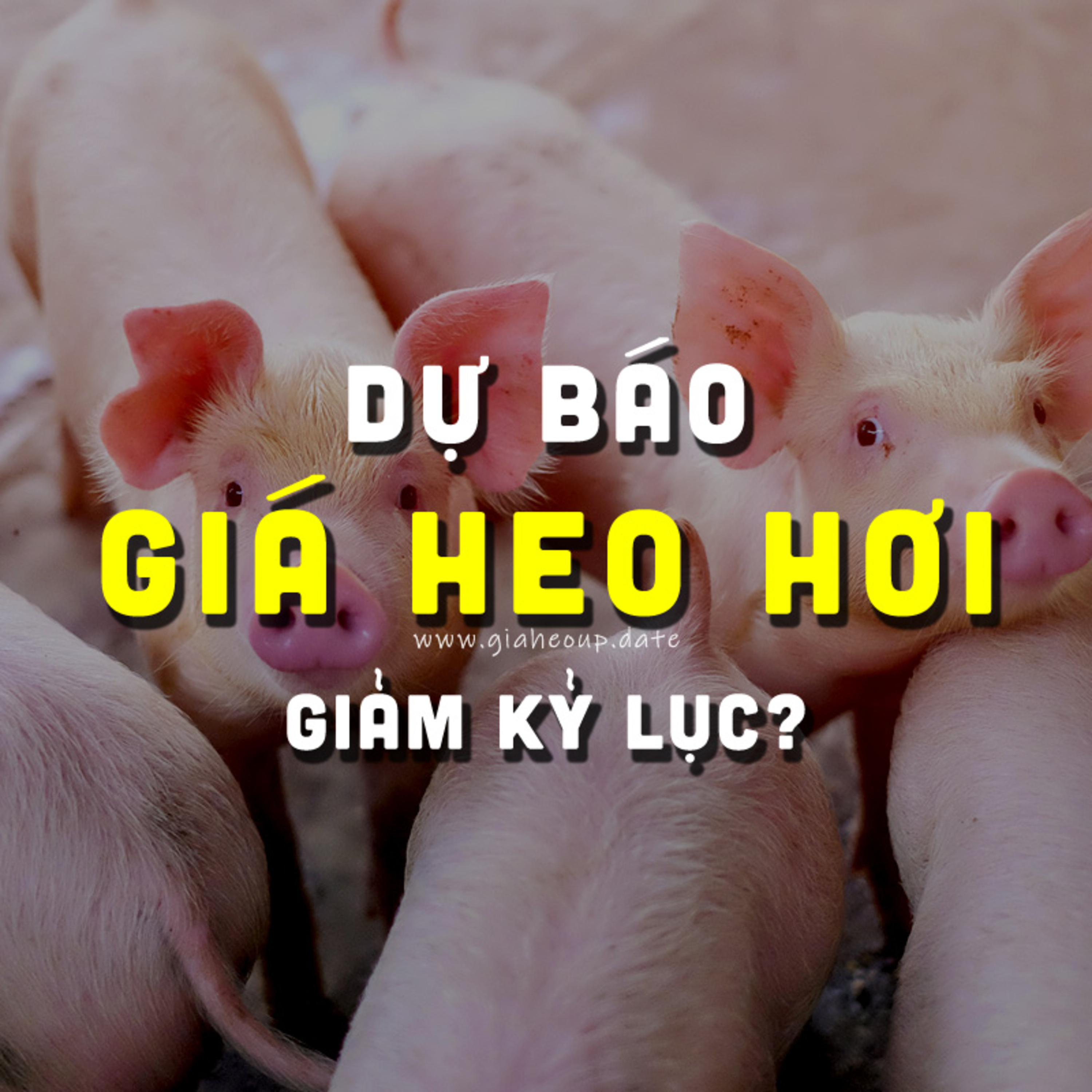 DỰ BÁO GIÁ HEO HƠI NGÀY MAI 10/11/2025 ▶ MƯA BÃO LŨ & DỊCH TẢ HEO CHÂU PHI PHỨC TẠP... #GIAHEOHOI episode artwork