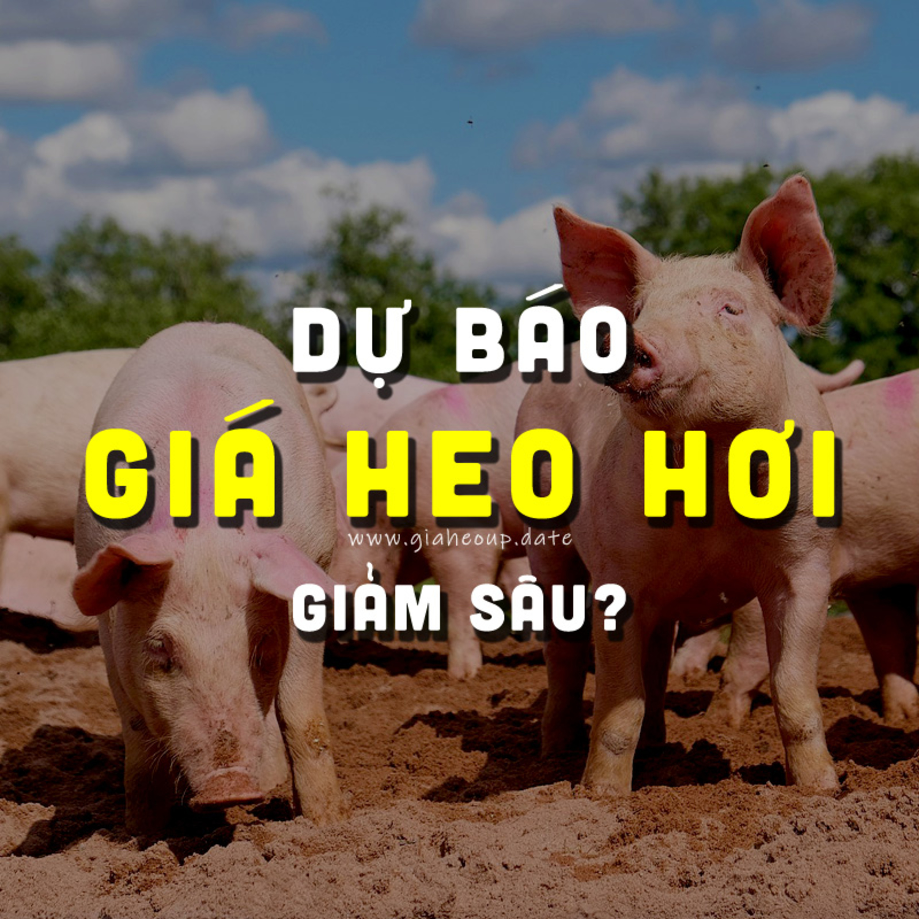 DỰ BÁO GIÁ HEO HƠI NGÀY MAI 11/11/2025 ▶ MƯA BÃO LŨ & DỊCH TẢ HEO CHÂU PHI PHỨC TẠP... #GIAHEOHOI episode artwork