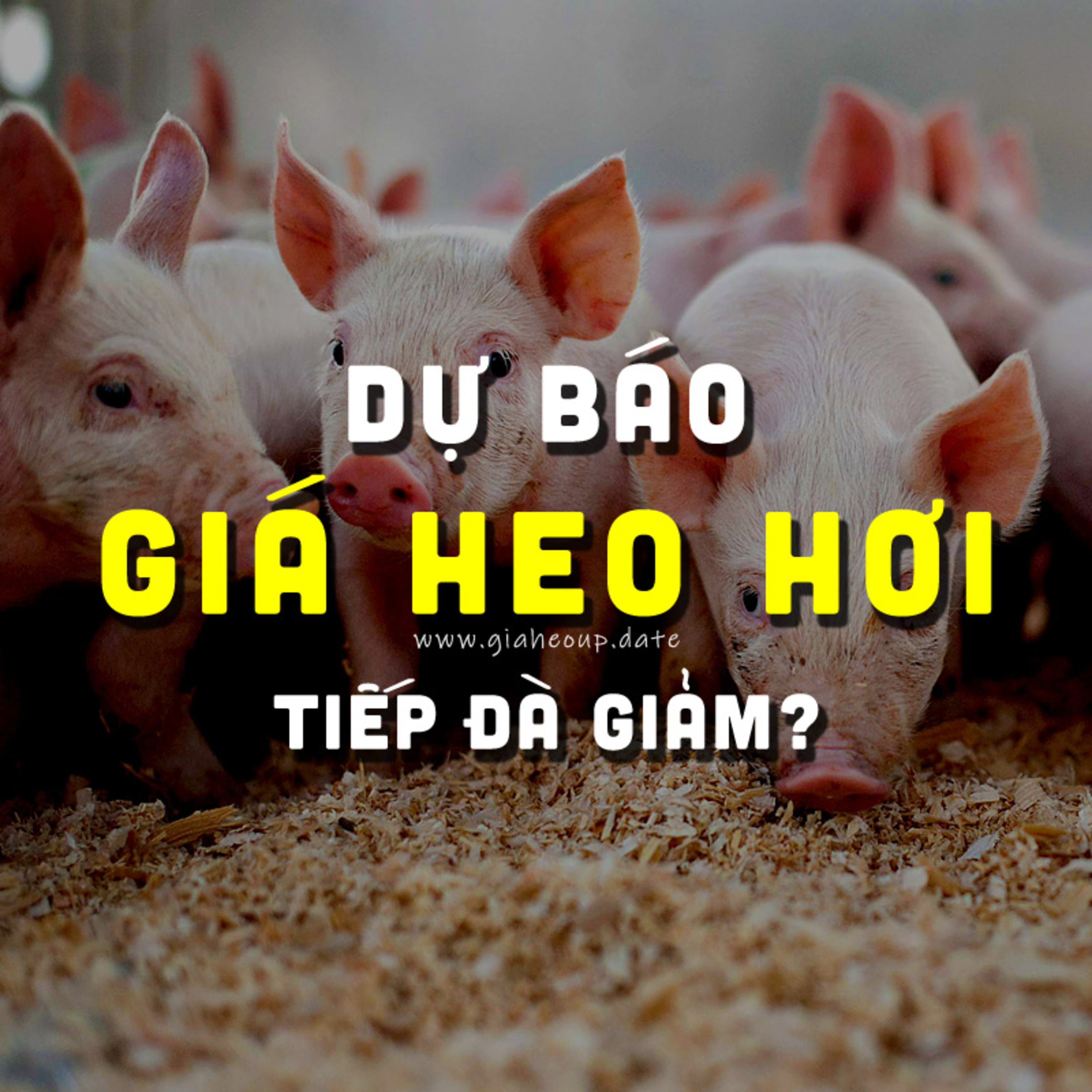 DỰ BÁO GIÁ HEO HƠI NGÀY MAI 12/11/2025 ▶ MƯA BÃO LŨ & DỊCH TẢ HEO CHÂU PHI PHỨC TẠP... #GIAHEOHOI episode artwork