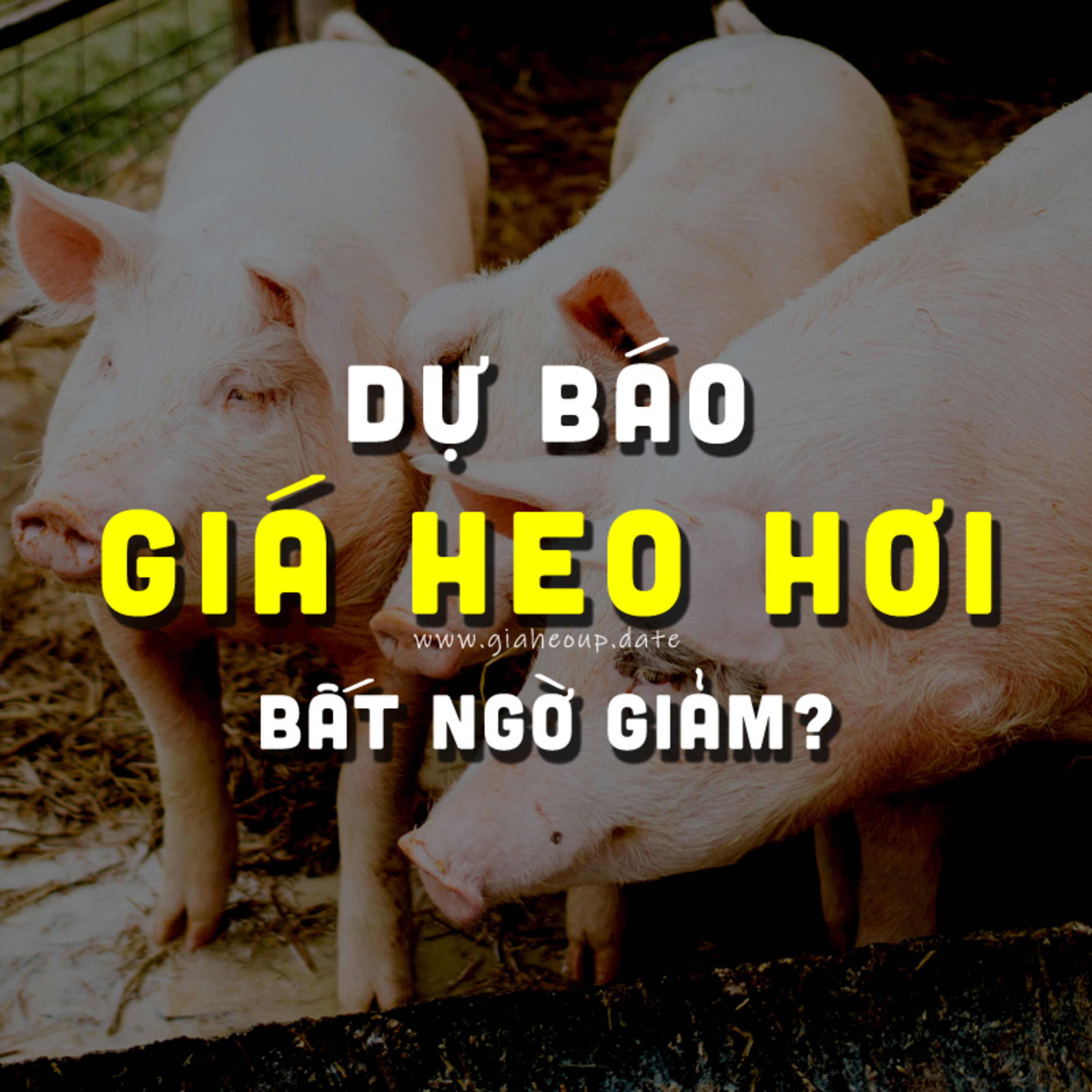 DỰ BÁO GIÁ HEO HƠI NGÀY MAI 13/11/2025 ▶ MƯA BÃO LŨ & DỊCH TẢ HEO CHÂU PHI PHỨC TẠP... #GIAHEOHOI episode artwork