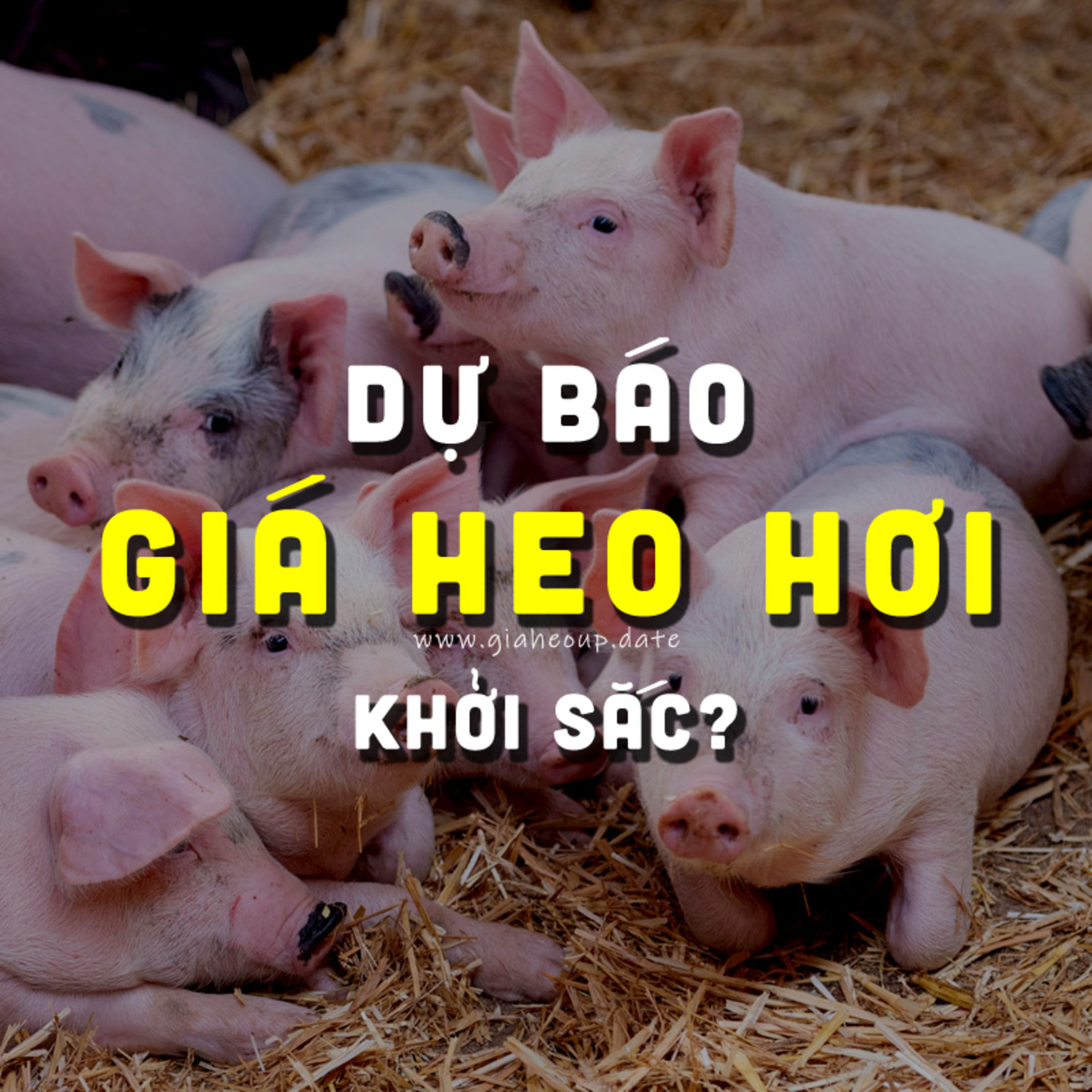 DỰ BÁO GIÁ HEO HƠI NGÀY MAI 15/11/2025 ▶ KHỞI SẮC? DÙ DỊCH TẢ HEO CHÂU PHI PHỨC TẠP... #GIAHEOHOI episode artwork