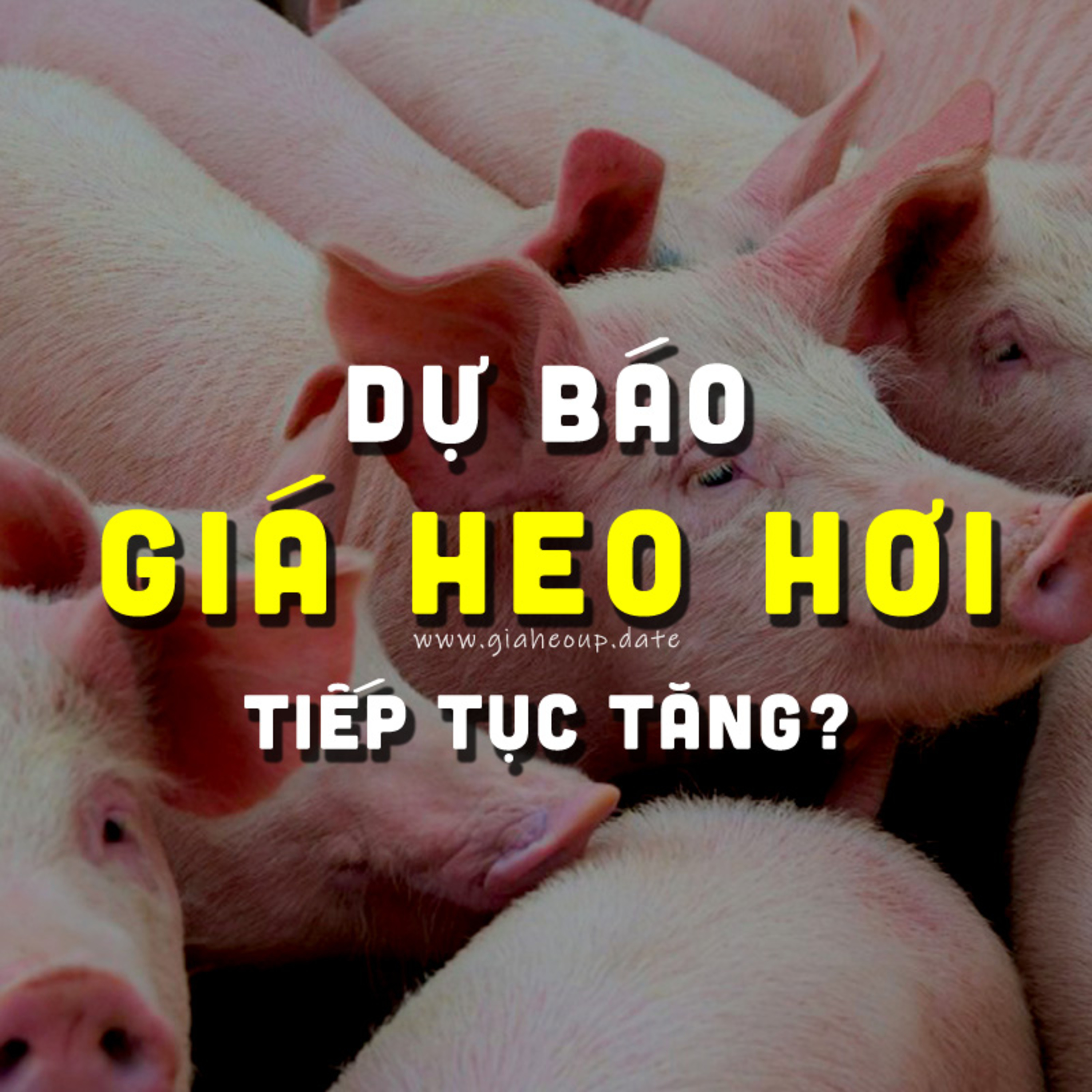 DỰ BÁO GIÁ HEO HƠI NGÀY MAI 16/11/2025 ▶ ẤM DẦN? DÙ DỊCH TẢ HEO CHÂU PHI PHỨC TẠP... #GIAHEOHOI episode artwork
