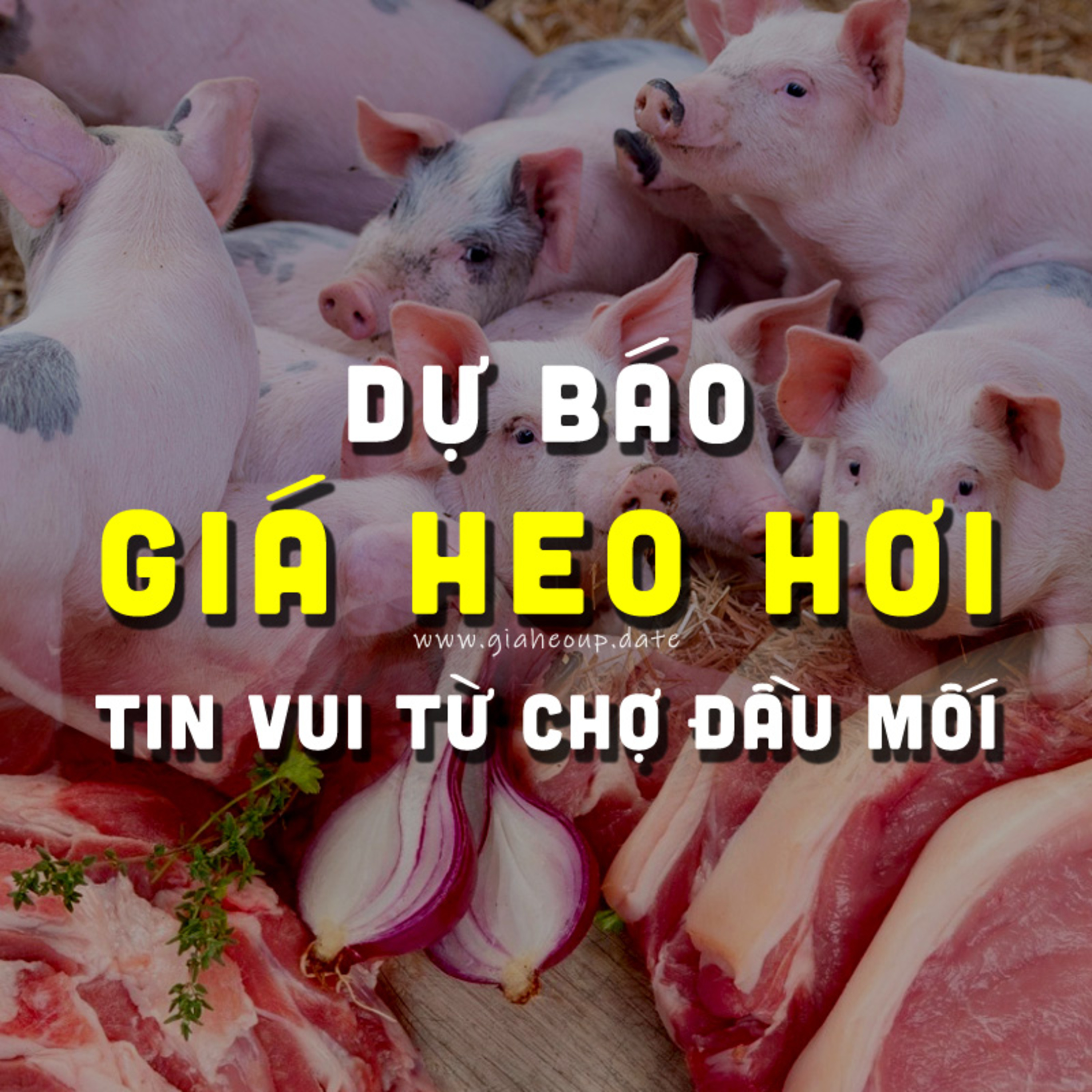 DỰ BÁO GIÁ HEO HƠI NGÀY MAI 17/11/2025 ▶ TIN VUI? DÙ DỊCH TẢ HEO CHÂU PHI PHỨC TẠP... #GIAHEOHOI episode artwork