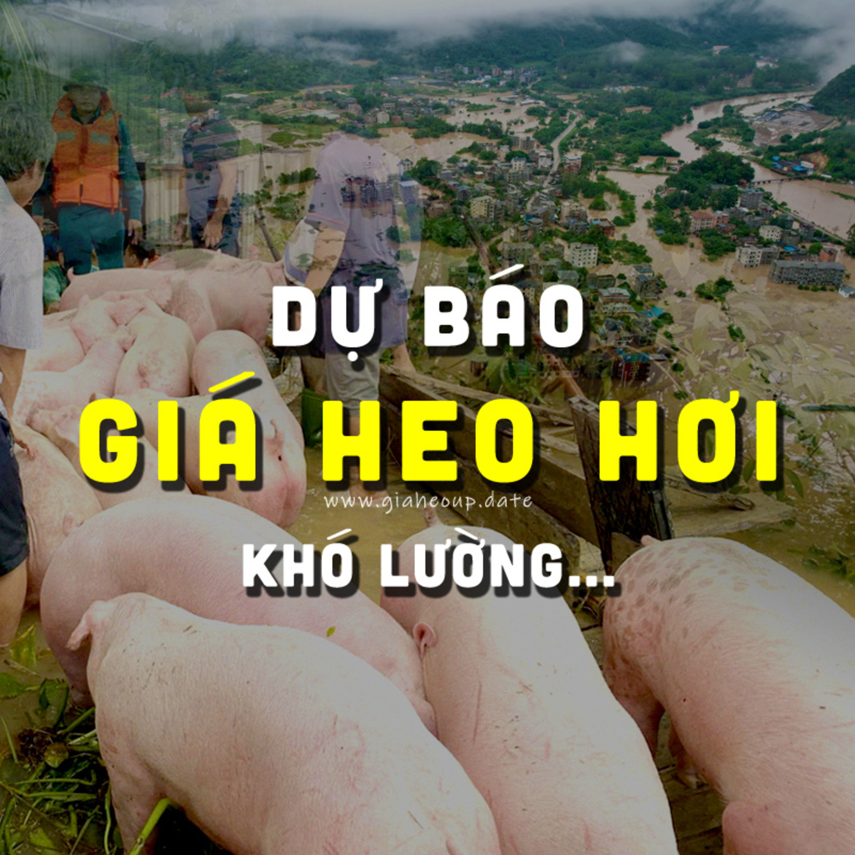 DỰ BÁO GIÁ HEO HƠI NGÀY MAI 18/11/2025 ▶ KHÓ LƯỜNG? MƯA LŨ & DỊCH TẢ LỢN CHÂU PHI... #GIAHEOHOI episode artwork