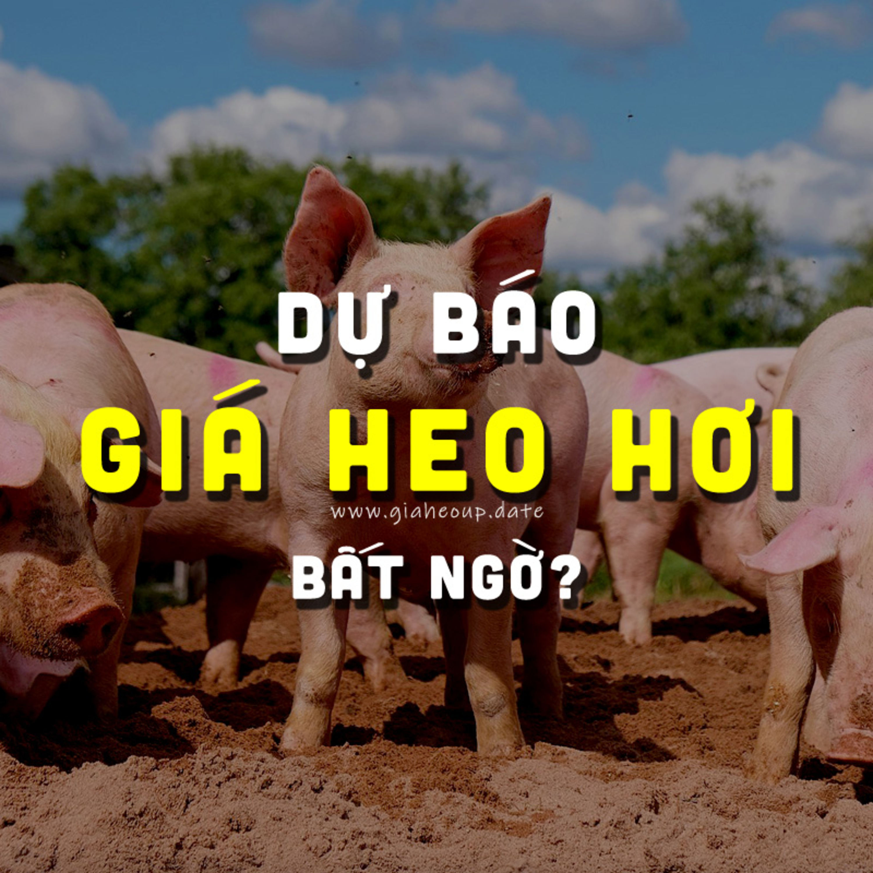 DỰ BÁO GIÁ HEO HƠI NGÀY MAI 19/11/2025 ▶ BẤT NGỜ? TÍN HIỆU TỐT & DỊCH TẢ LỢN CHÂU PHI... #GIAHEOHOI episode artwork
