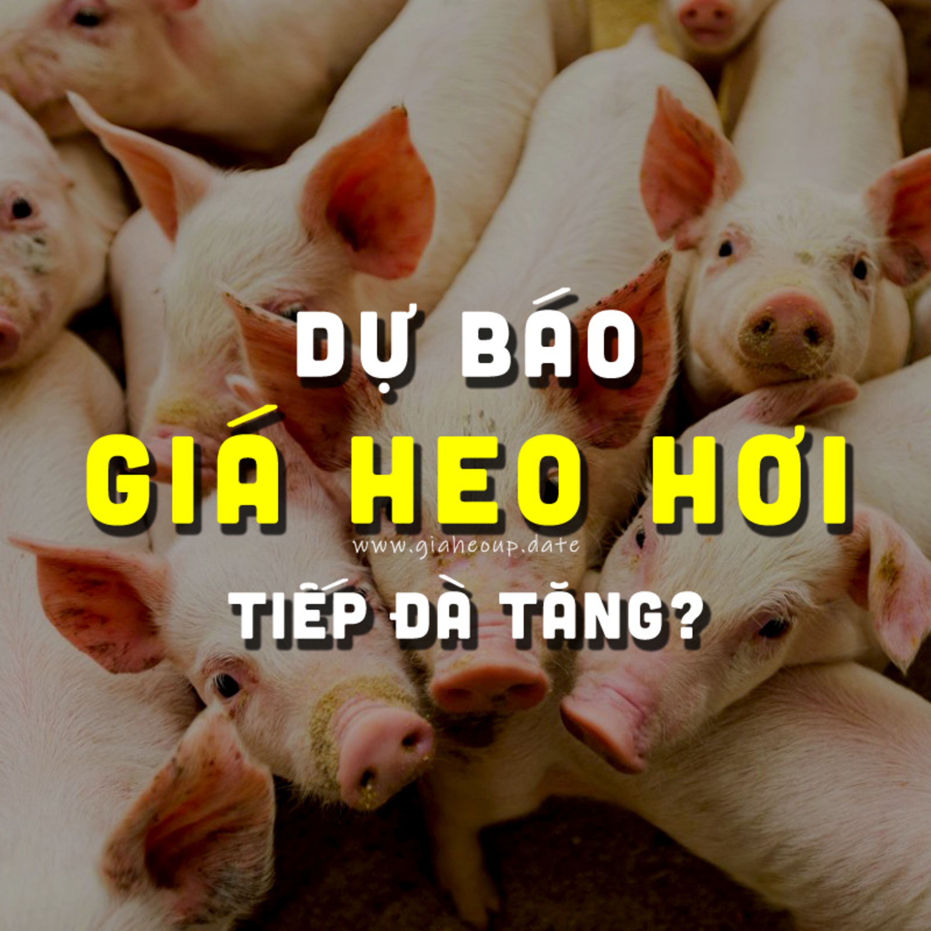 DỰ BÁO GIÁ HEO HƠI NGÀY MAI 20/11/2025 ▶ BẤT NGỜ? TÍN HIỆU TỐT & DỊCH TẢ LỢN CHÂU PHI... #GIAHEOHOI episode artwork