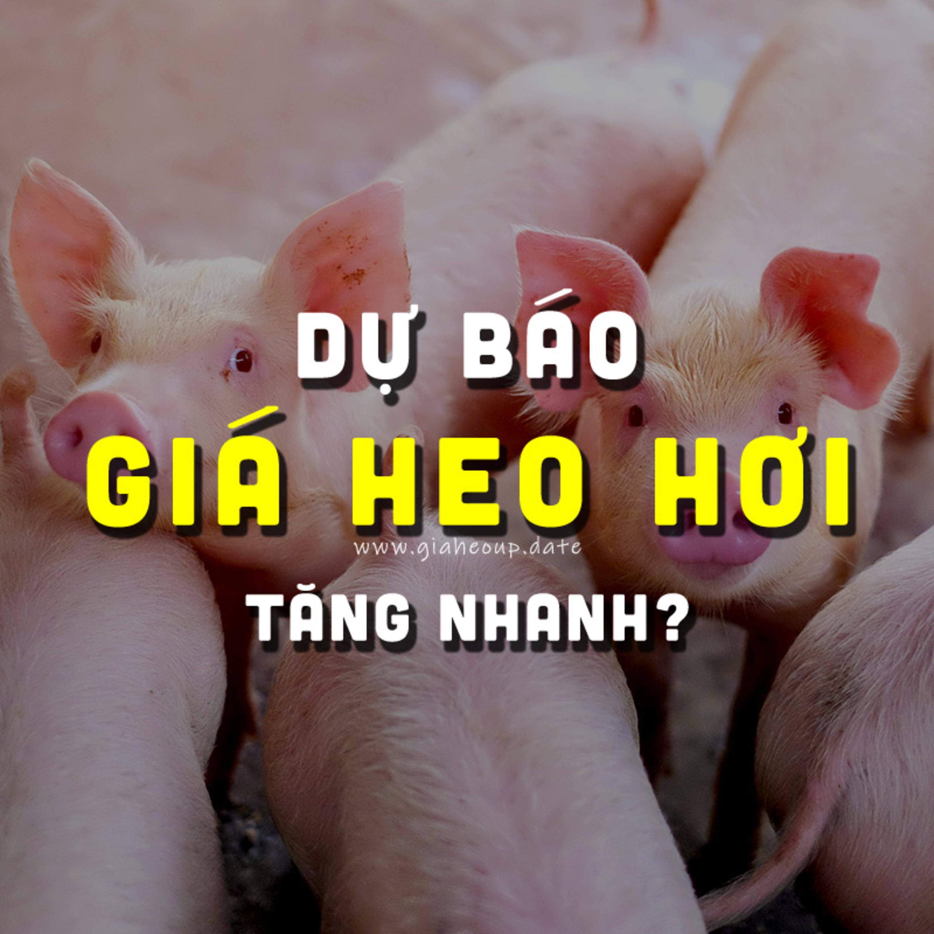 DỰ BÁO GIÁ HEO HƠI NGÀY MAI 21/11/2025 ▶ SỰ PHẤN KHỞI? & CHỦ ĐỘNG DỊCH TẢ LỢN CHÂU PHI... #GIAHEOHOI episode artwork