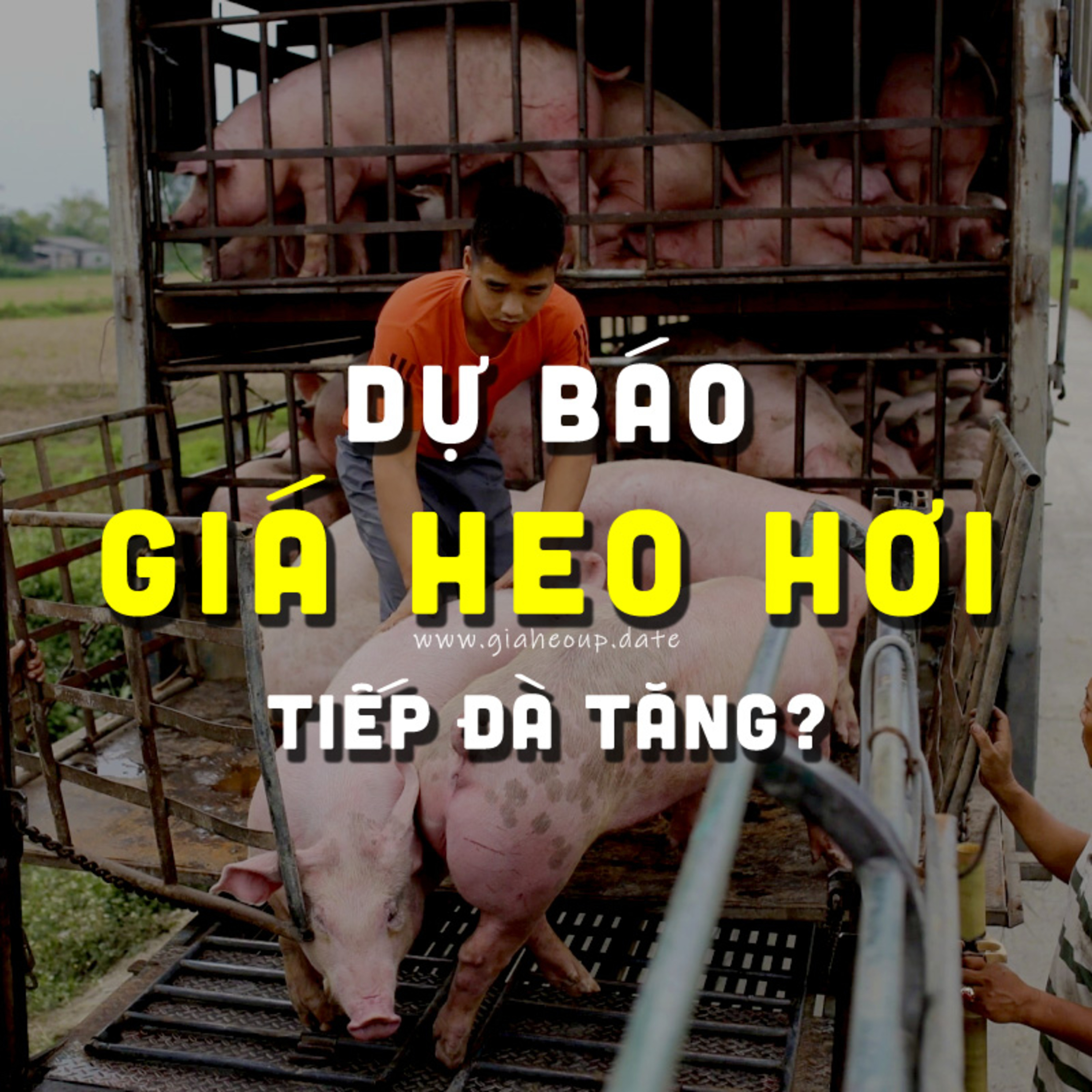 DỰ BÁO GIÁ HEO HƠI NGÀY MAI 22/11/2025 ▶ VƯỢT MỐC? CHỦ ĐỘNG PHÒNG DỊCH TẢ LỢN CHÂU PHI... #GIAHEOHOI episode artwork
