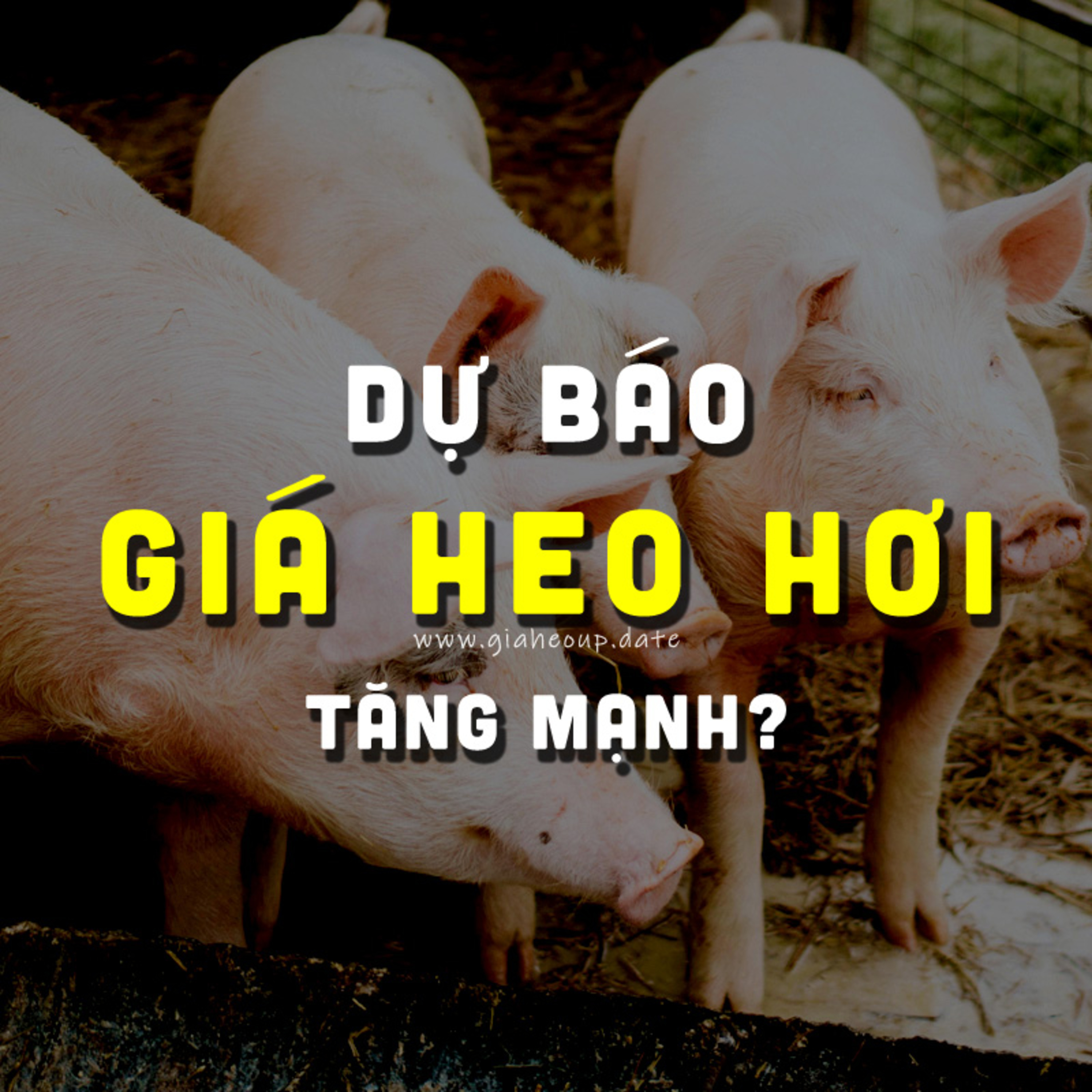 DỰ BÁO GIÁ HEO HƠI NGÀY MAI 23/11/2025 ▶ ĐÀ TĂNG? CHỦ ĐỘNG PHÒNG DỊCH TẢ LỢN CHÂU PHI... #GIAHEOHOI episode artwork