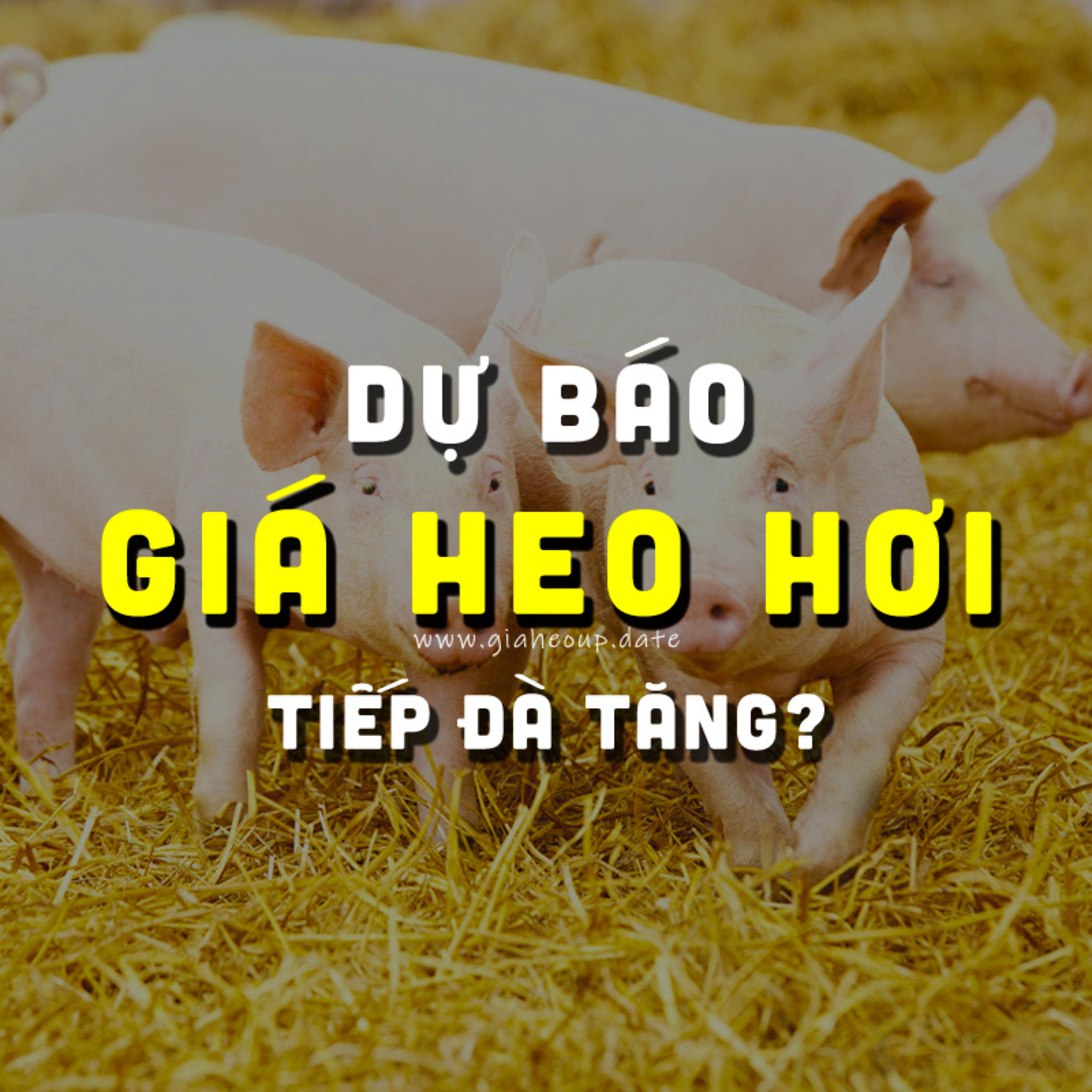 DỰ BÁO GIÁ HEO HƠI NGÀY MAI 24/11/2025 ▶ CÒN TĂNG? CHỦ ĐỘNG PHÒNG DỊCH TẢ LỢN CHÂU PHI... #GIAHEOHOI episode artwork