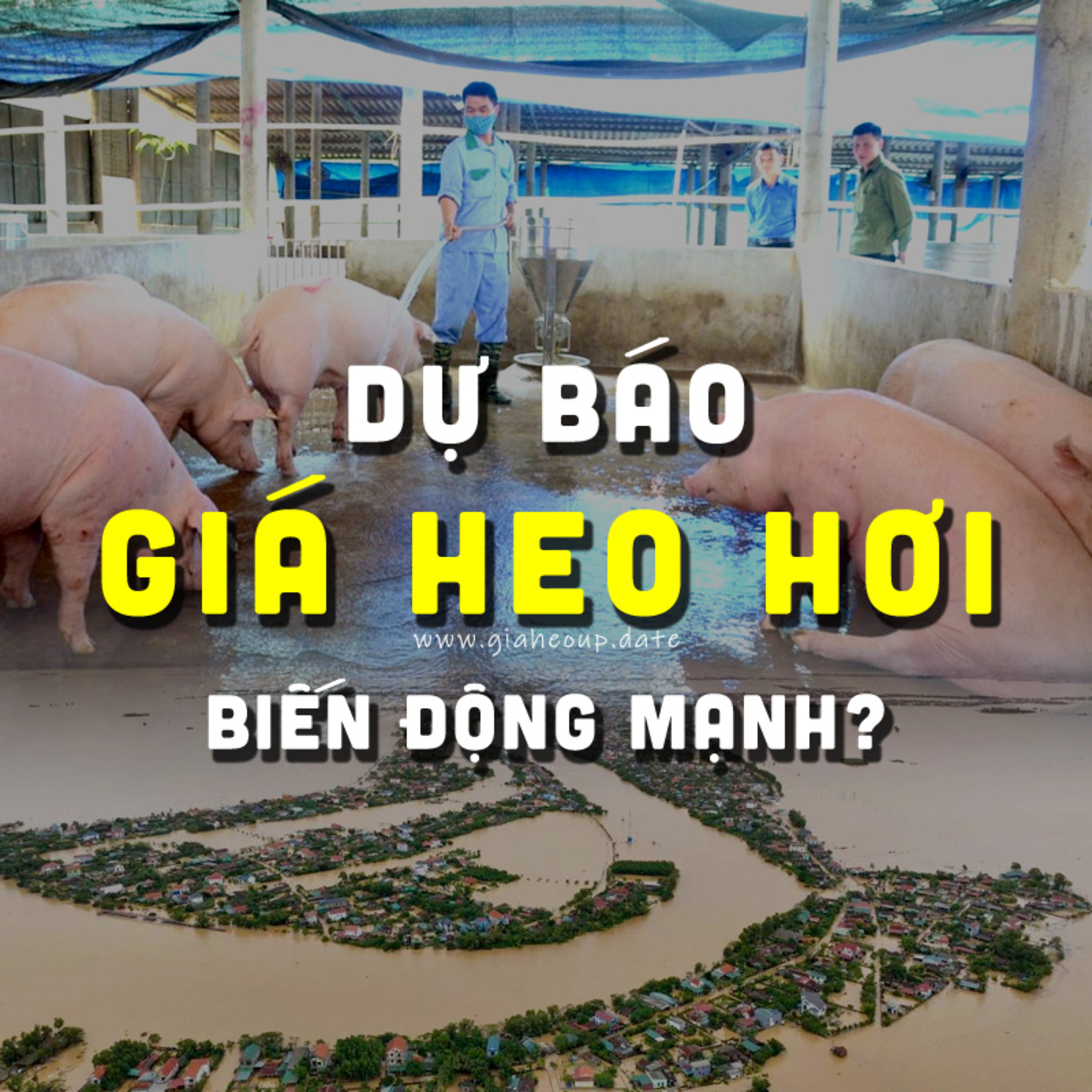 DỰ BÁO GIÁ HEO HƠI NGÀY MAI 26/11/2025 ▶ QUAY ĐẦU? MƯA LŨ & PHÒNG DỊCH TẢ LỢN CHÂU PHI... #GIAHEOHOI episode artwork