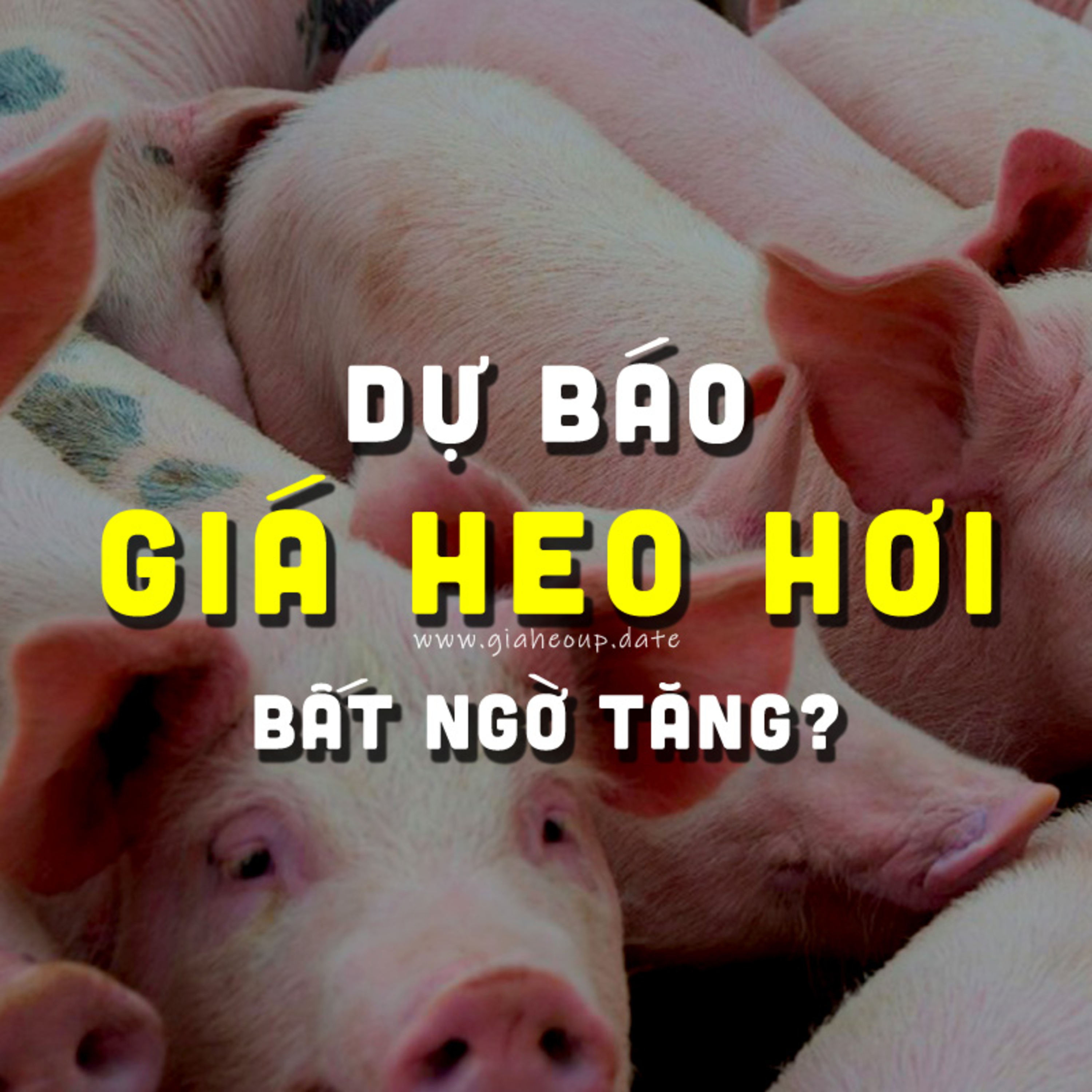 DỰ BÁO GIÁ HEO HƠI NGÀY MAI 28/11/2025 ▶ ĐÀ TĂNG? MƯA LŨ & PHÒNG DỊCH TẢ LỢN CHÂU PHI... #GIAHEOHOI episode artwork