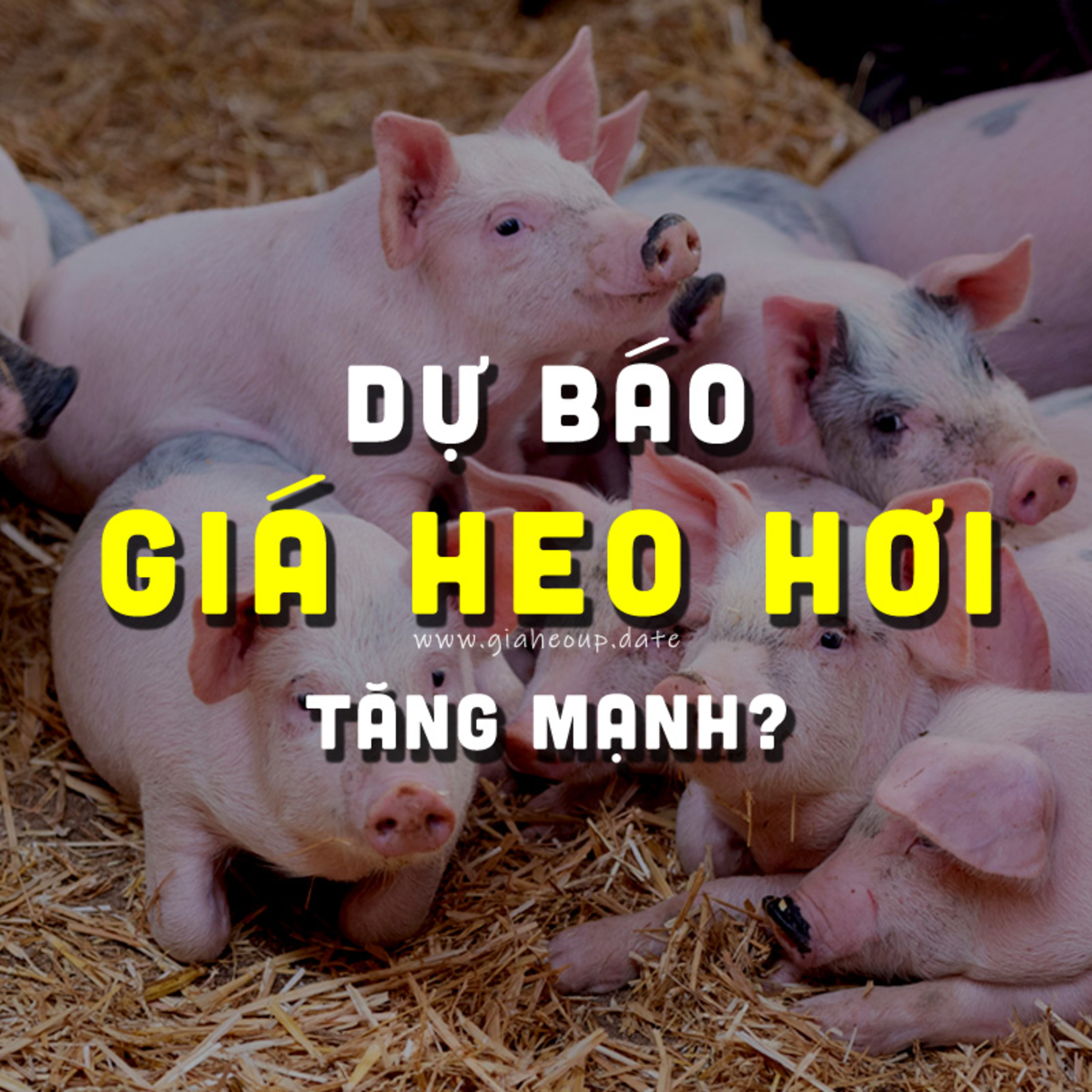 DỰ BÁO GIÁ HEO HƠI NGÀY MAI 29/11/2025 ▶ BẤT NGỜ TỪ ÔNG LỚN & DỊCH TẢ LỢN CHÂU PHI... #GIAHEOHOI episode artwork