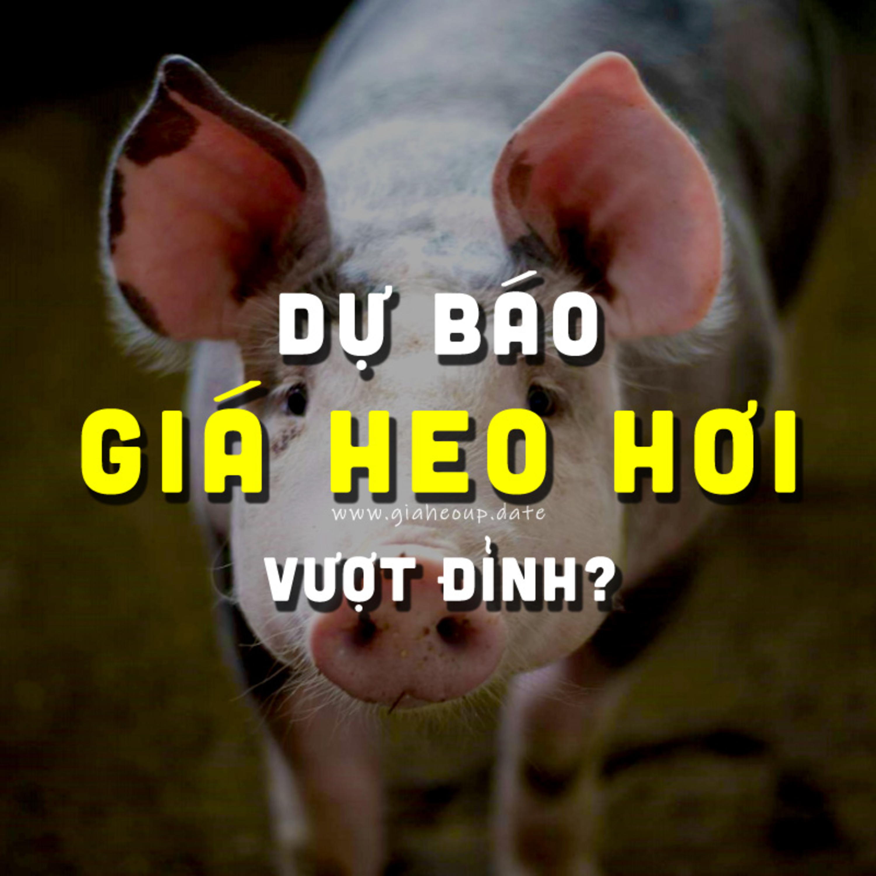DỰ BÁO GIÁ HEO HƠI NGÀY MAI 30/11/2025 ▶ LẬP ĐỈNH? BẤT NGỜ TỪ ÔNG LỚN CHĂN NUÔI... #GIAHEOHOI episode artwork