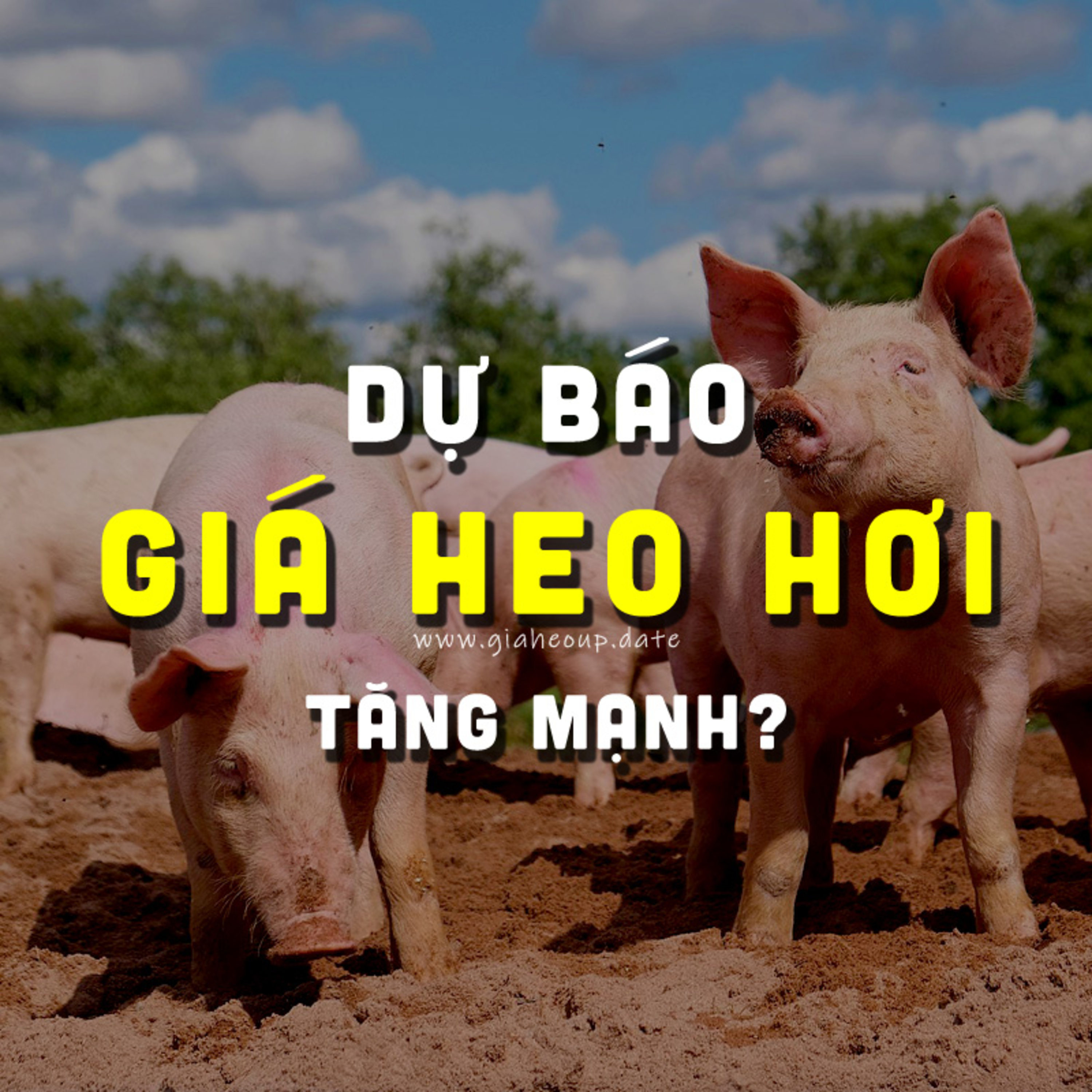 DỰ BÁO GIÁ HEO HƠI NGÀY MAI 1/12/2025 ▶ TĂNG MẠNH? BẤT NGỜ TỪ ÔNG LỚN CHĂN NUÔI... #GIAHEOHOI episode artwork