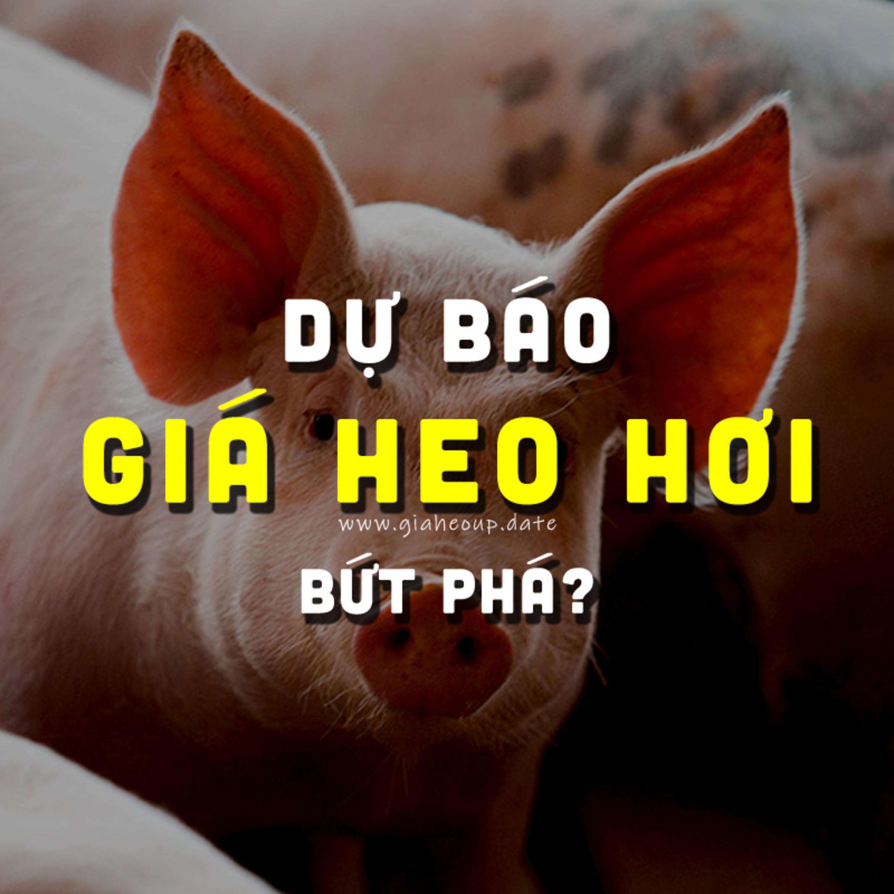 DỰ BÁO GIÁ HEO HƠI NGÀY MAI 2/12/2025 ▶ BỨT PHÁ MẠNH? BẤT NGỜ TỪ ÔNG LỚN CHĂN NUÔI... #GIAHEOHOI episode artwork