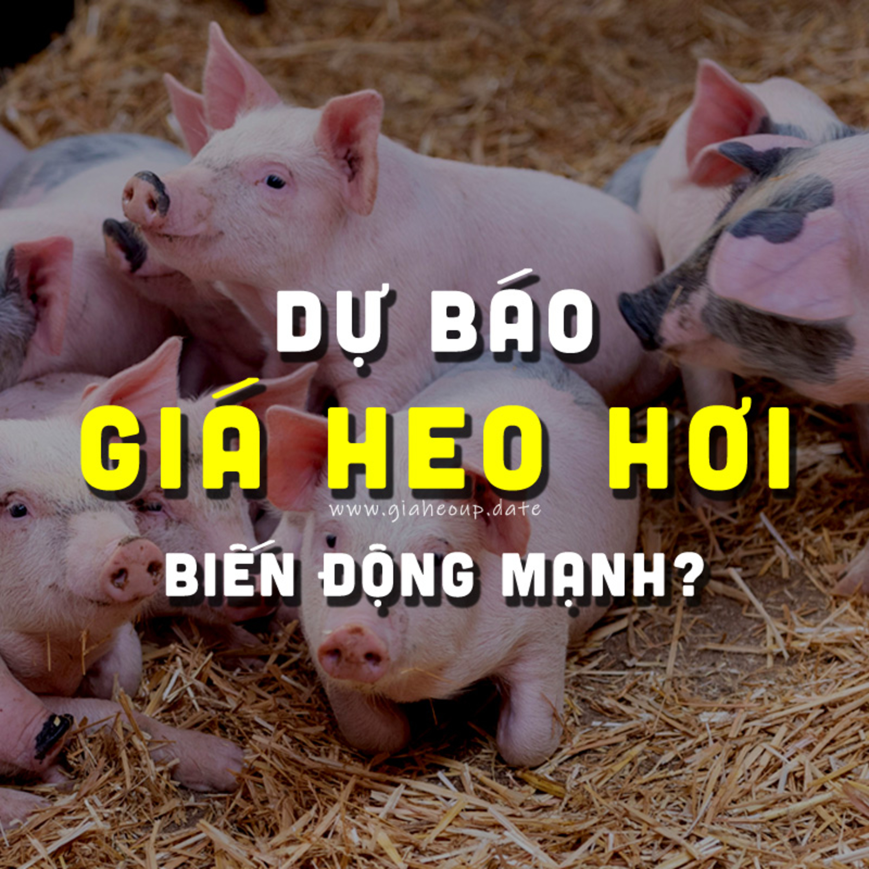 DỰ BÁO GIÁ HEO HƠI NGÀY MAI 3/12/2025 ▶ TĂNG SỐC? BẤT NGỜ TỪ ÔNG LỚN CHĂN NUÔI... #GIAHEOHOI episode artwork