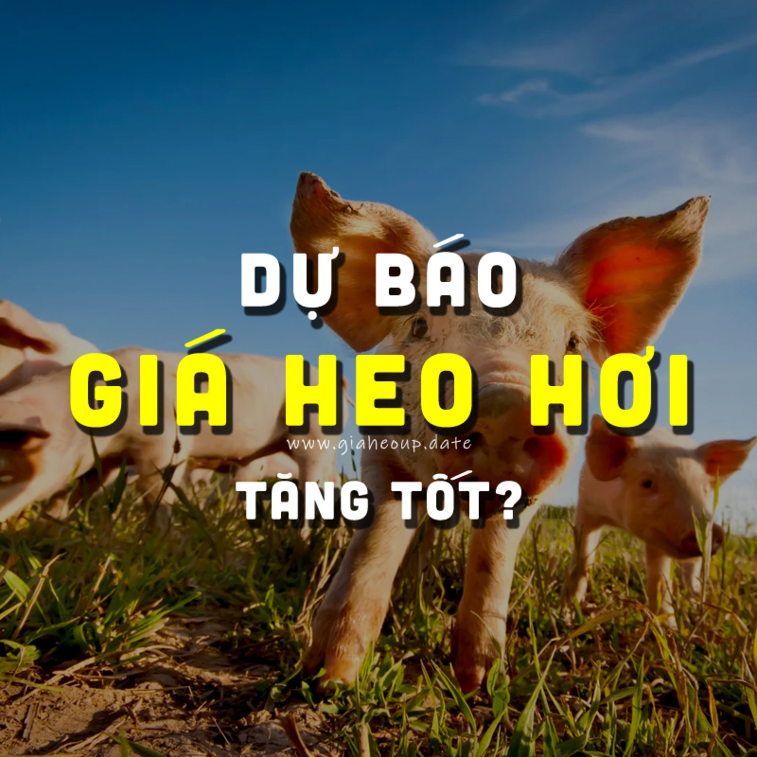 DỰ BÁO GIÁ HEO HƠI NGÀY MAI 4/12/2025 ▶ ĐÀ TĂNG TỐT? BẤT NGỜ TỪ ÔNG LỚN CHĂN NUÔI... #GIAHEOHOI episode artwork