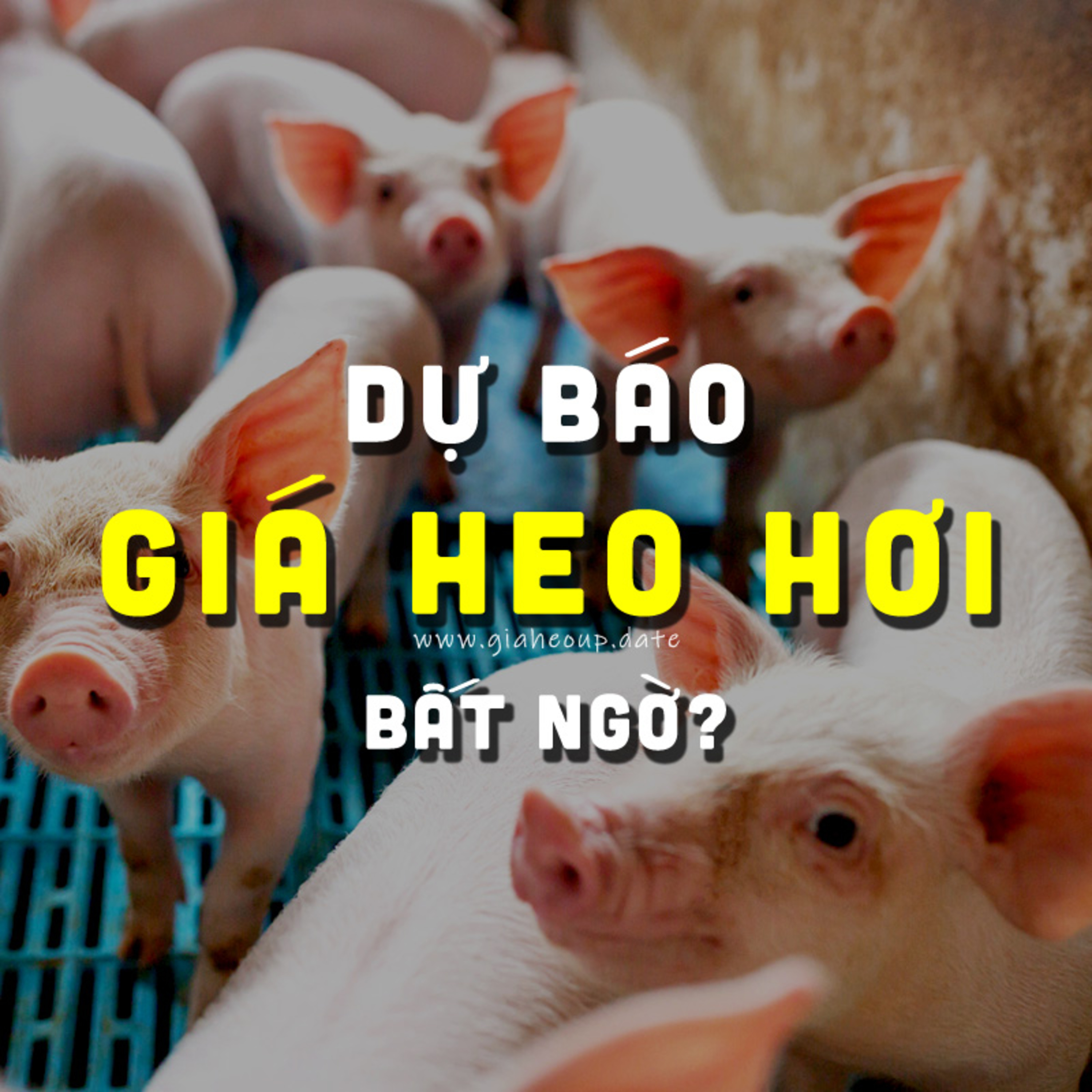 DỰ BÁO GIÁ HEO HƠI NGÀY MAI 5/12/2025 ▶ BẤT NGỜ? ĐỘNG THÁI TỪ ÔNG LỚN CHĂN NUÔI... #GIAHEOHOI episode artwork