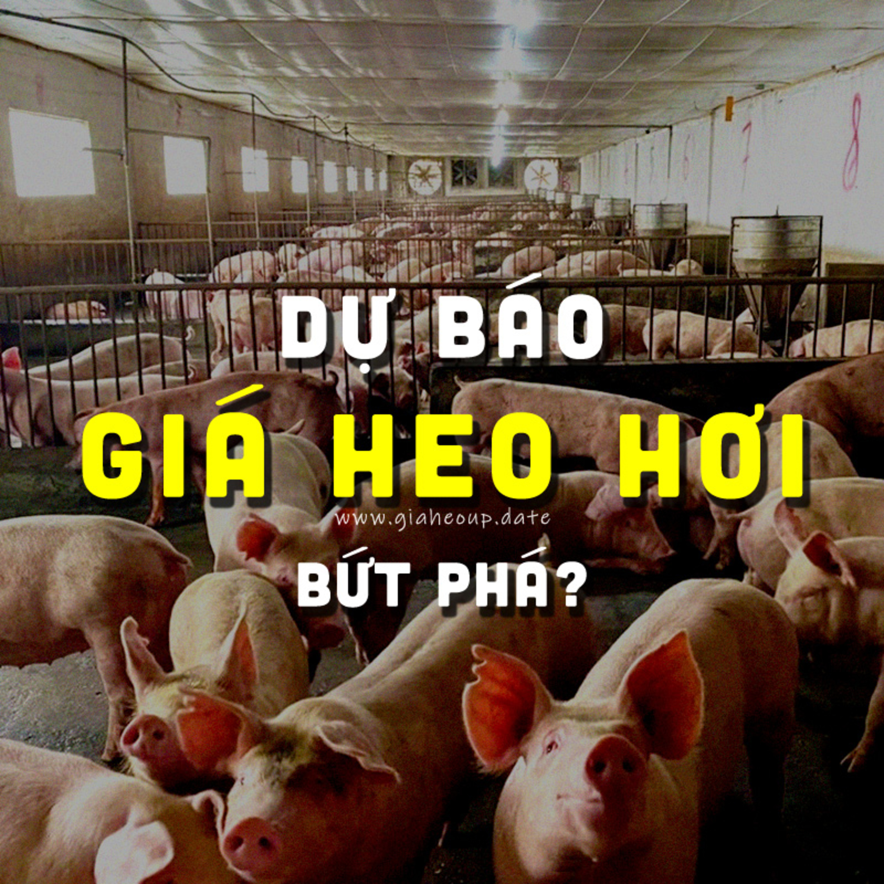 DỰ BÁO GIÁ HEO HƠI NGÀY MAI 6/12/2025 ▶ BỨT PHÁ? ĐỘNG THÁI TỪ ÔNG LỚN CHĂN NUÔI... #GIAHEOHOI episode artwork