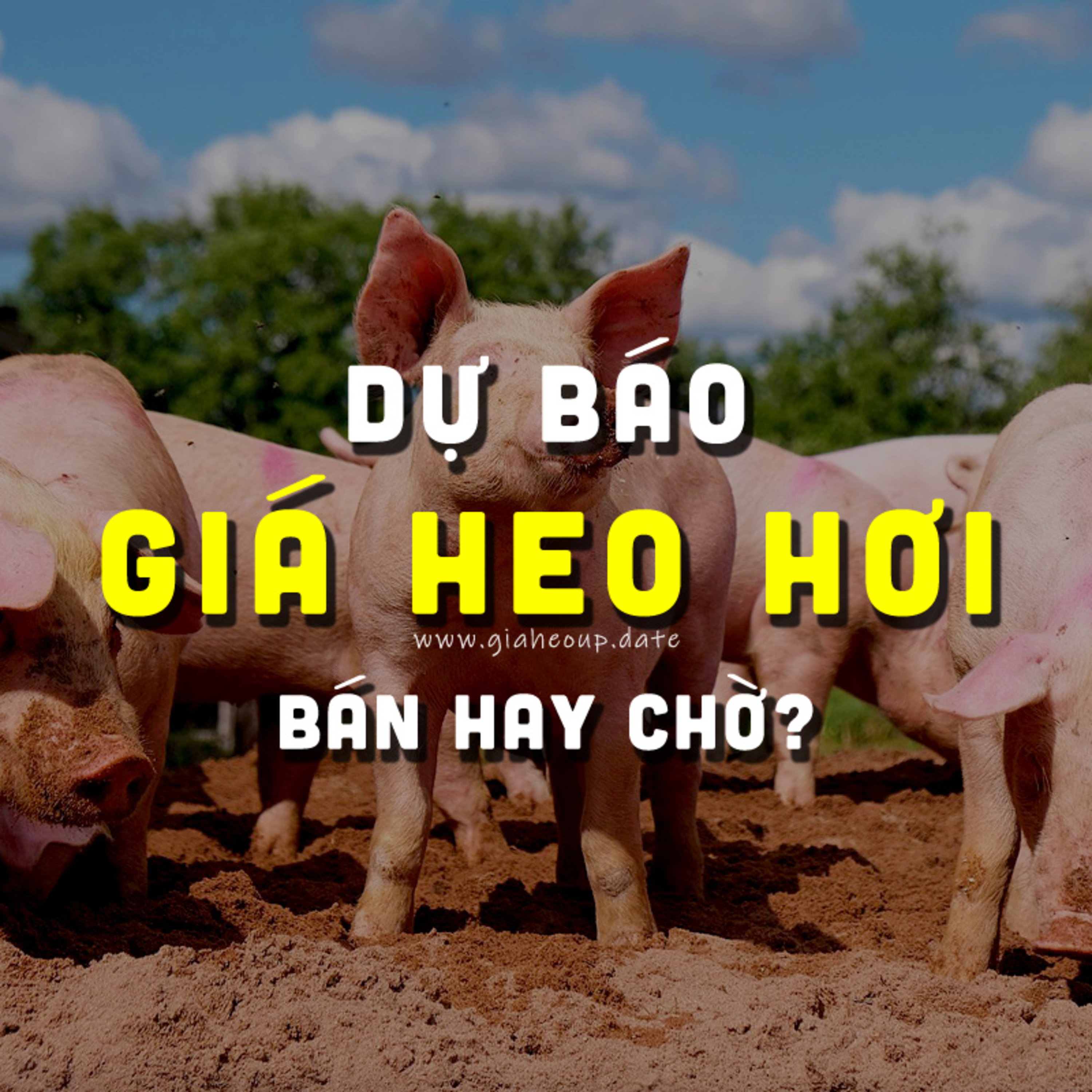 DỰ BÁO GIÁ HEO HƠI NGÀY MAI 8/12/2025 ▶ BÁN HAY CHỜ? ĐỘNG THÁI TỪ ÔNG LỚN CHĂN NUÔI... #GIAHEOHOI episode artwork
