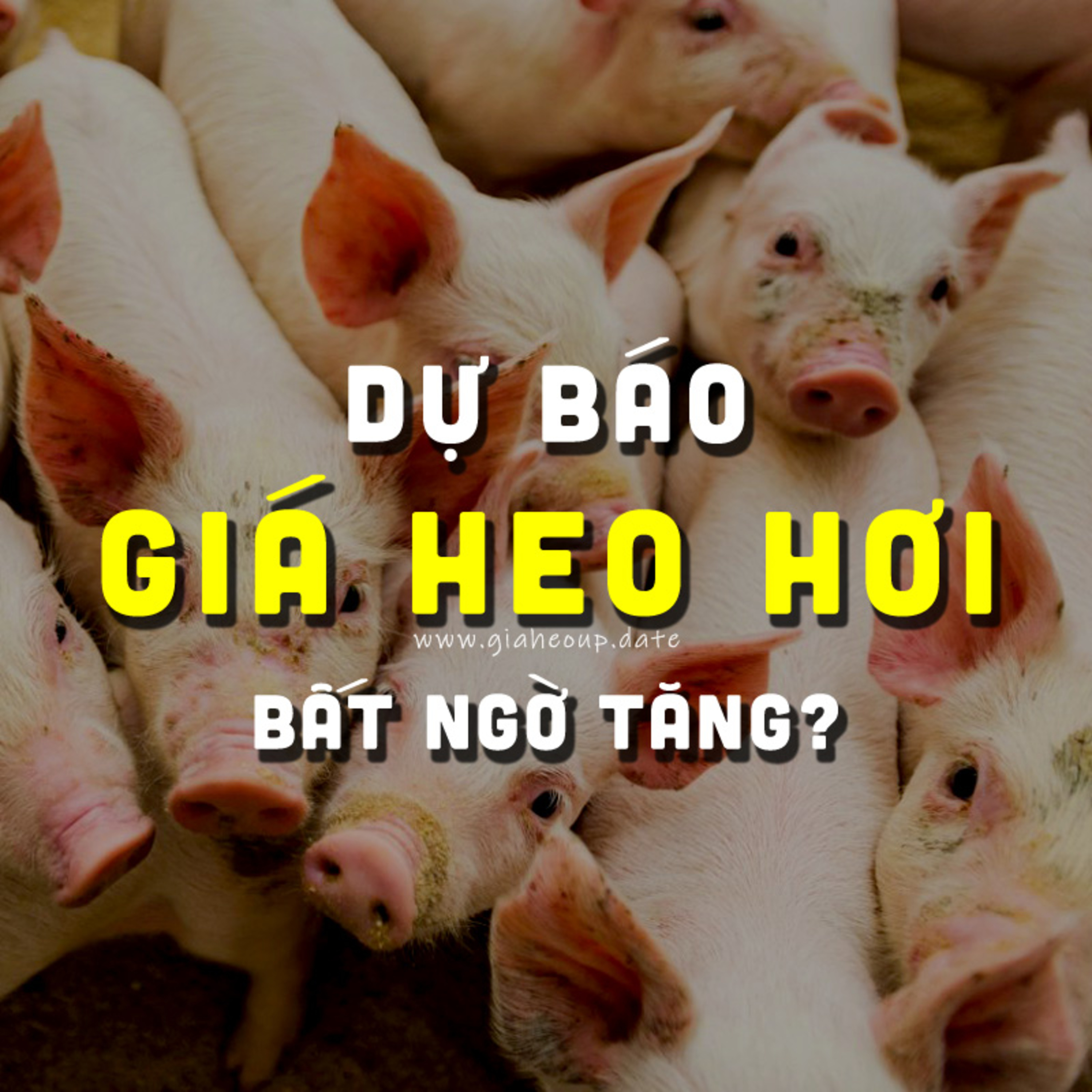 DỰ BÁO GIÁ HEO HƠI NGÀY MAI 9/12/2025 ▶ BẤT NGỜ LỚN? ĐỘNG THÁI TỪ ÔNG LỚN CHĂN NUÔI... #GIAHEOHOI episode artwork