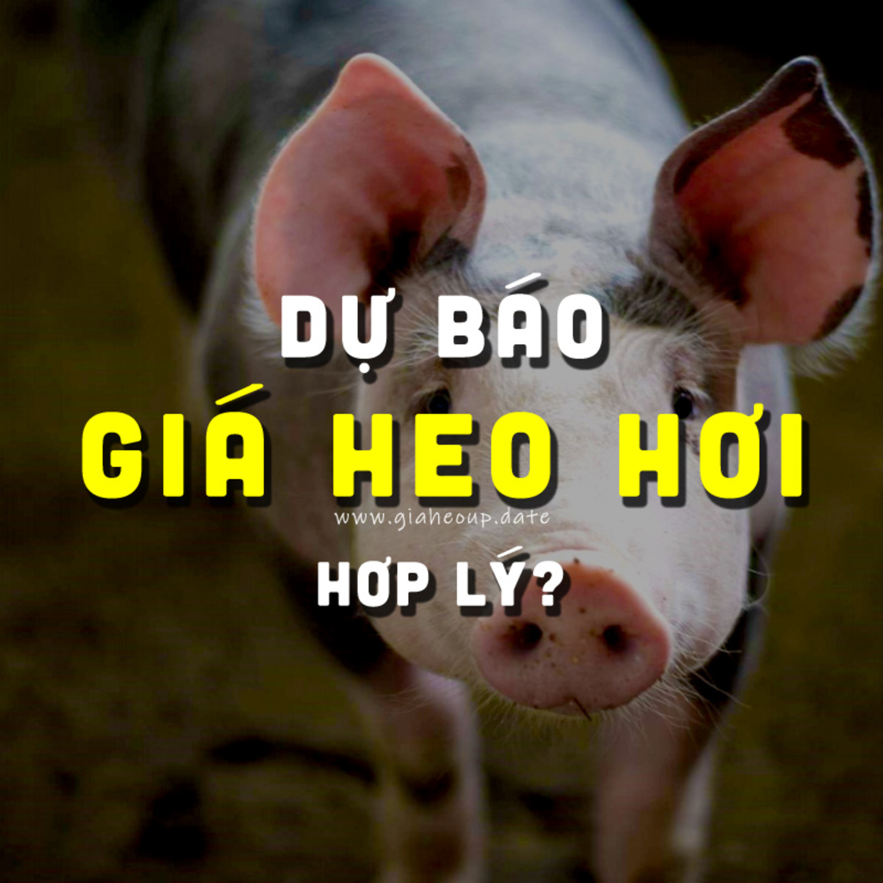 DỰ BÁO GIÁ HEO HƠI NGÀY MAI 10/12/2025 ▶ GIÁ HỢP LÝ? ĐỘNG THÁI TỪ ÔNG LỚN CHĂN NUÔI... #GIAHEOHOI episode artwork