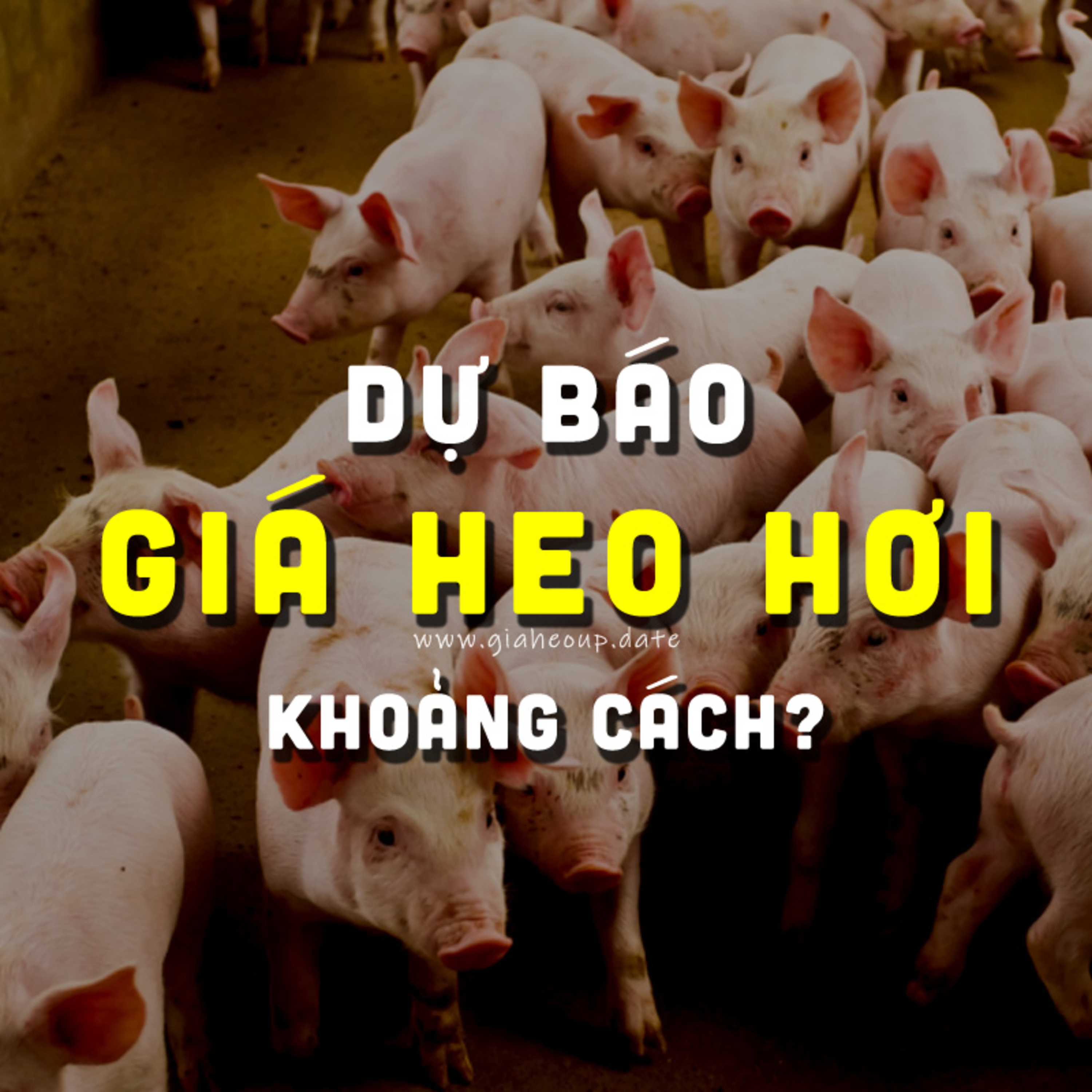 DỰ BÁO GIÁ HEO HƠI NGÀY MAI 11/12/2025 ▶ KHOẢNG CÁCH? ĐỘNG THÁI TỪ ÔNG LỚN CHĂN NUÔI... #GIAHEOHOI episode artwork