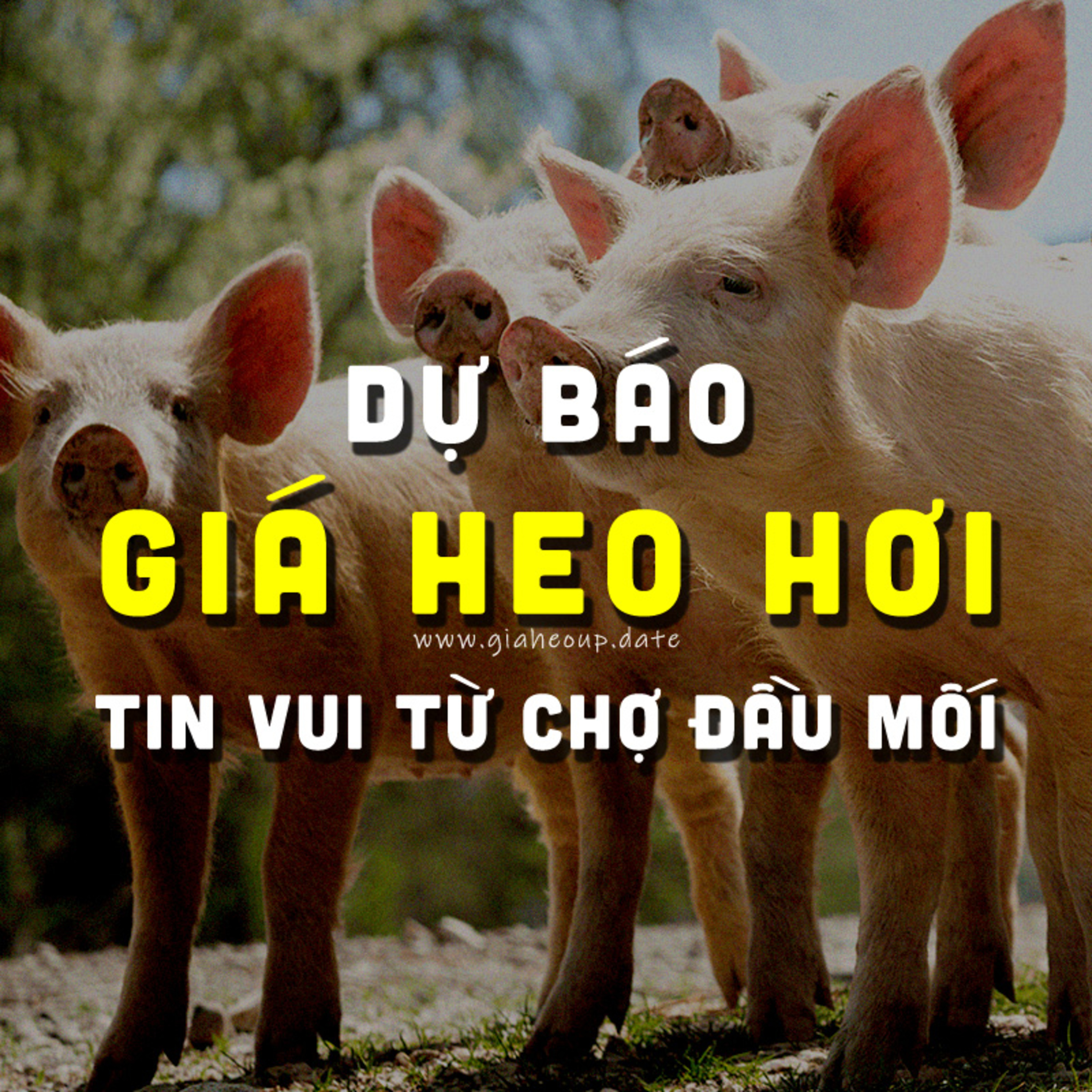 DỰ BÁO GIÁ HEO HƠI NGÀY MAI 12/12/2025 ▶ TIN VUI? ĐỘNG THÁI TỪ ÔNG LỚN CHĂN NUÔI... #GIAHEOHOI episode artwork