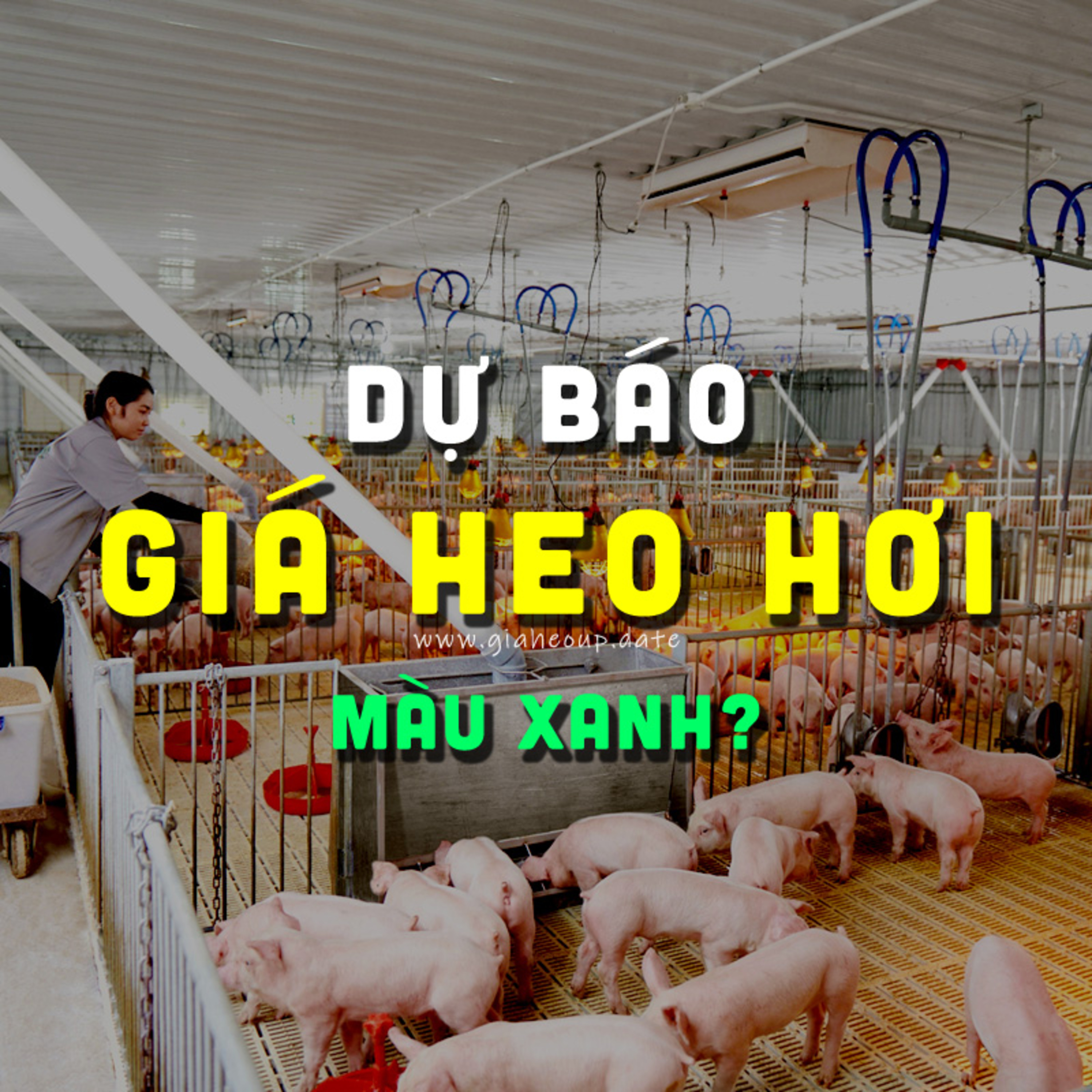DỰ BÁO GIÁ HEO HƠI NGÀY MAI 13/12/2025 ▶ PHỦ MÀU XANH? ĐỘNG THÁI TỪ ÔNG LỚN CHĂN NUÔI... #GIAHEOHOI episode artwork