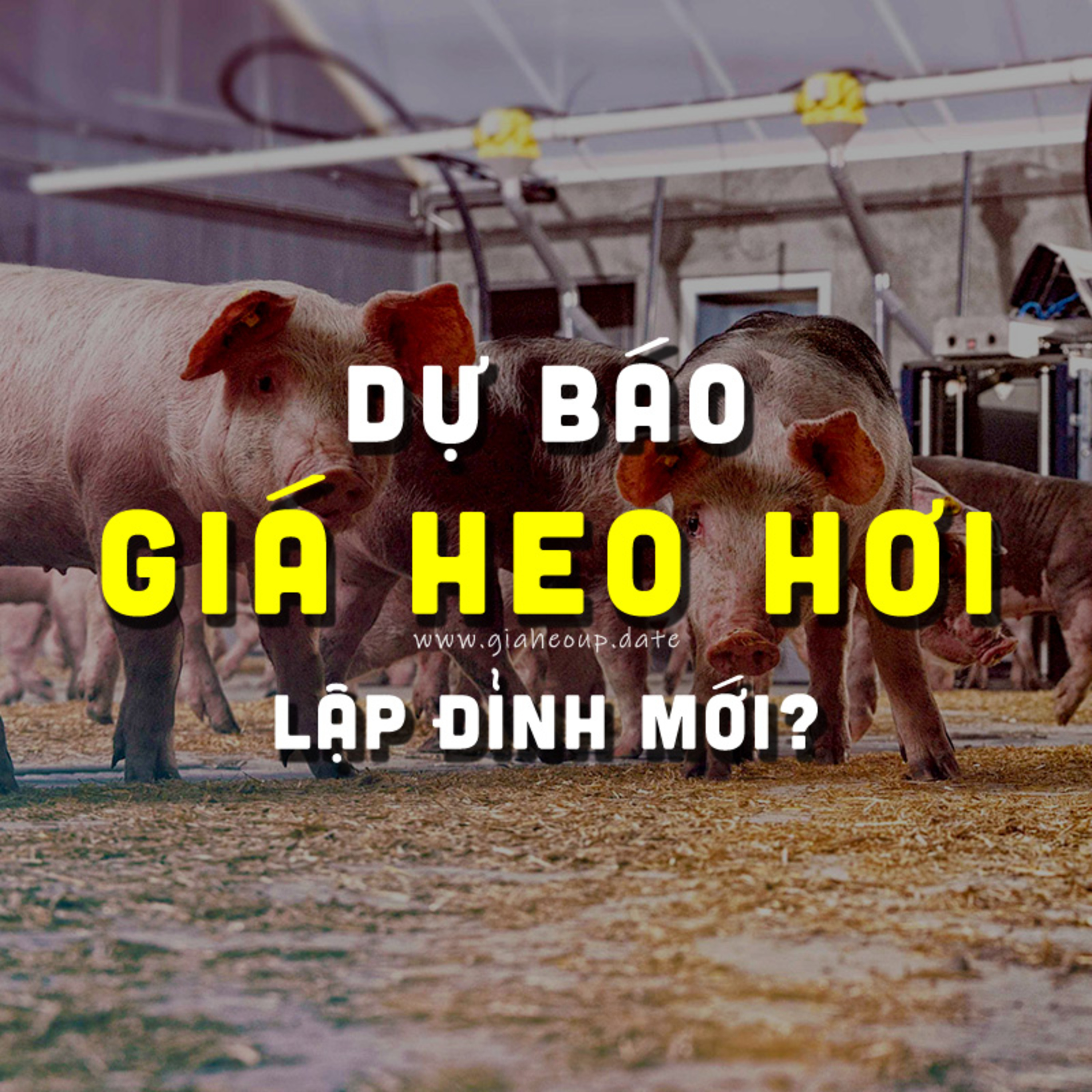 DỰ BÁO GIÁ HEO HƠI NGÀY MAI 18/12/2025 ▶ VƯỢT ĐỈNH MỚI? ĐỘNG THÁI TỪ ÔNG LỚN CHĂN NUÔI... #GIAHEOHOI episode artwork