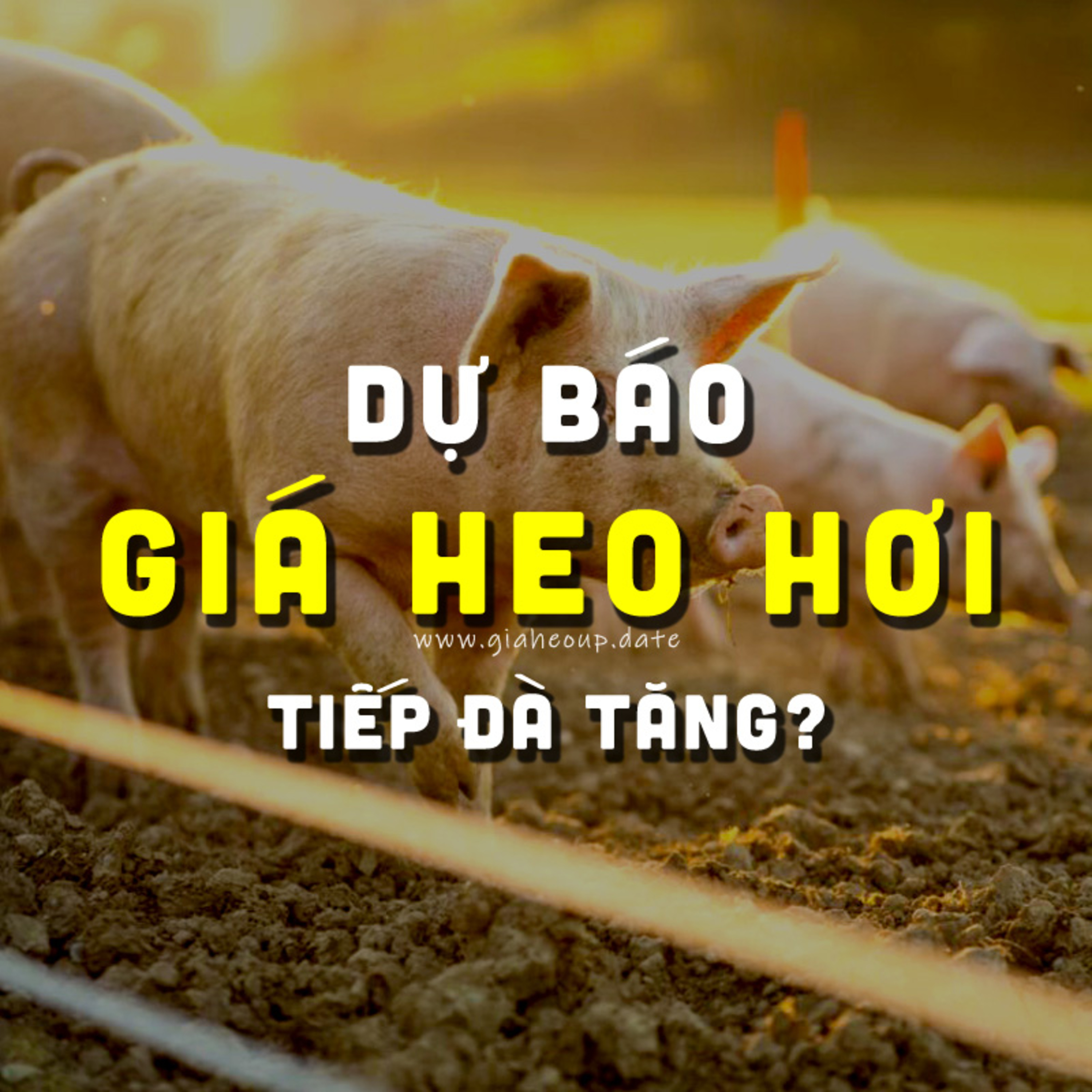 DỰ BÁO GIÁ HEO HƠI NGÀY MAI 19/12/2025 ▶ TĂNG CAO? ĐỘNG THÁI TỪ ÔNG LỚN CHĂN NUÔI... #GIAHEOHOI episode artwork