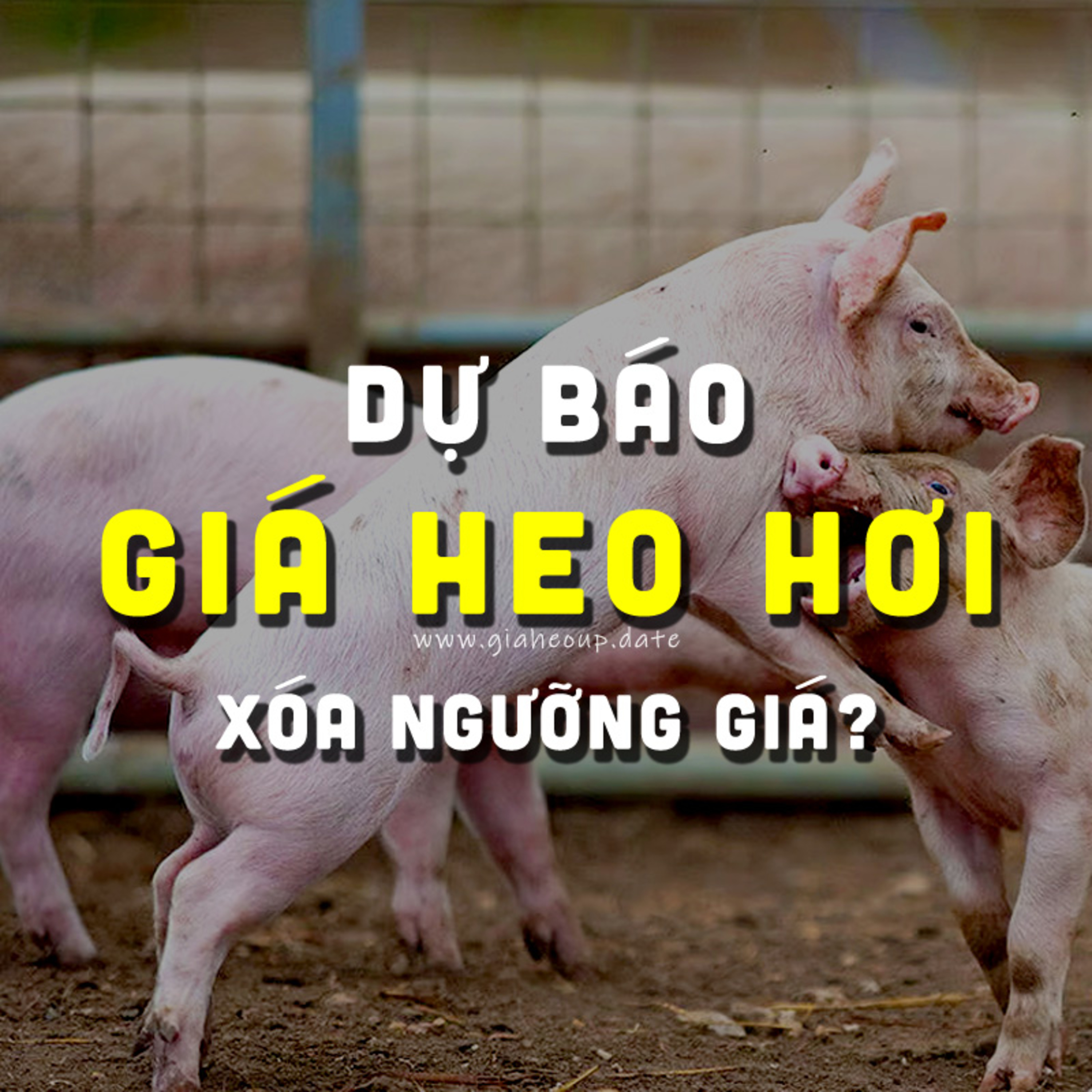 DỰ BÁO GIÁ HEO HƠI NGÀY MAI 20/12/2025 ▶ XÓA NGƯỠNG? ĐỘNG THÁI TỪ ÔNG LỚN CHĂN NUÔI... #GIAHEOHOI episode artwork