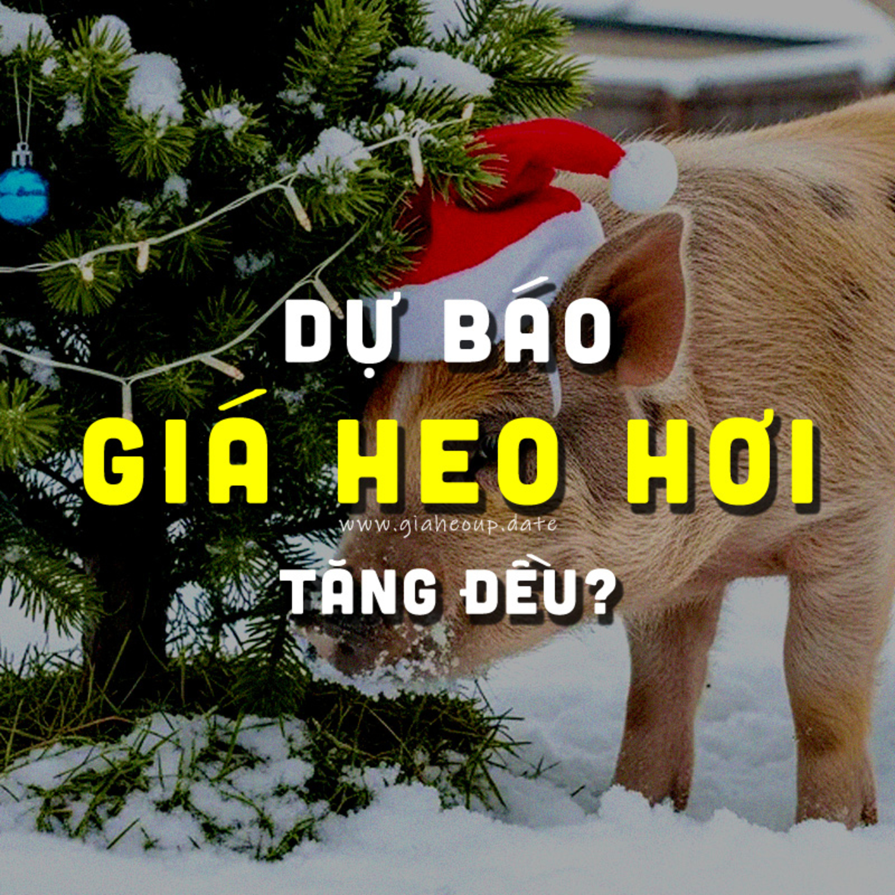 DỰ BÁO GIÁ HEO HƠI NGÀY MAI 25/12/2025 ▶ TĂNG NHẸ? ĐỘNG THÁI TỪ ÔNG LỚN CHĂN NUÔI... #GIAHEOHOI episode artwork