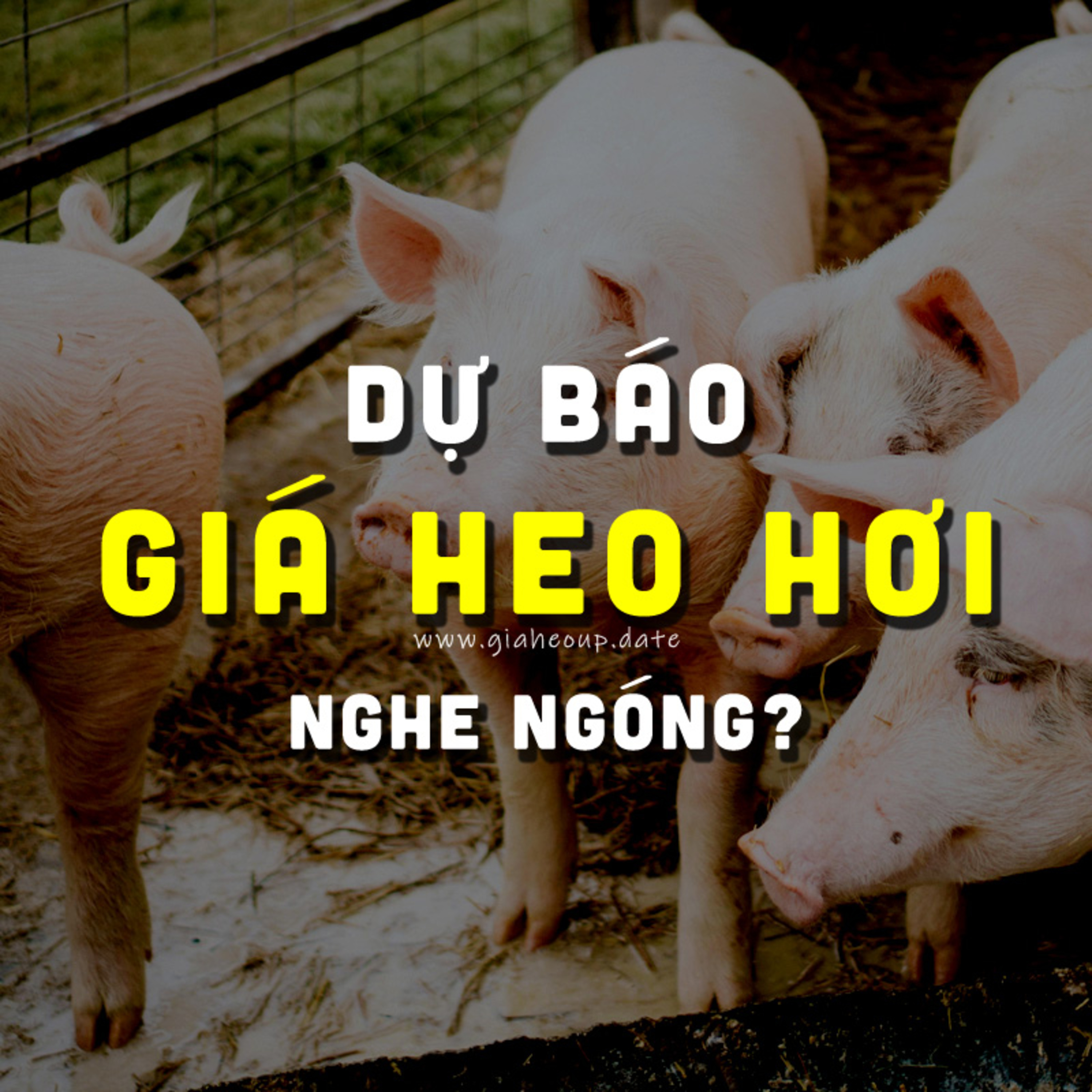 DỰ BÁO GIÁ HEO HƠI NGÀY MAI 5/1/2026 ▶ NGHE NGÓNG? ĐỘNG THÁI TỪ ÔNG LỚN CHĂN NUÔI... #GIAHEOHOI episode artwork