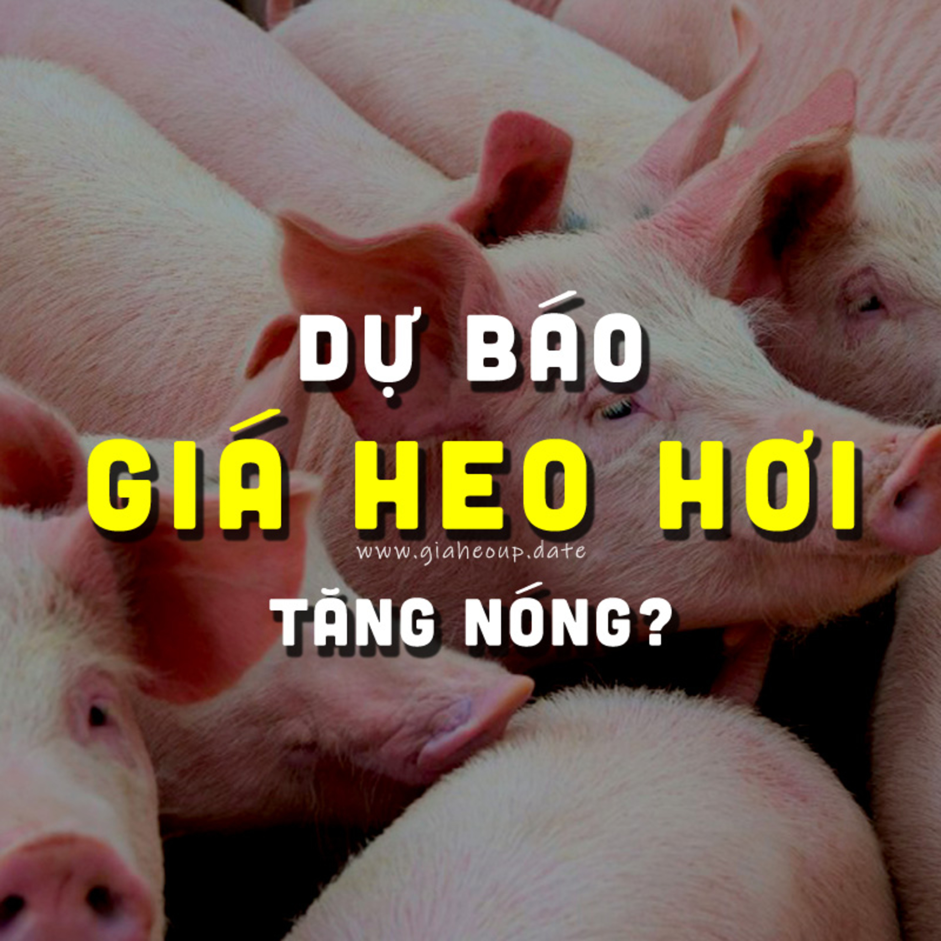 DỰ BÁO GIÁ HEO HƠI NGÀY MAI 8/1/2026 ▶ TĂNG NÓNG? ĐỘNG THÁI TỪ ÔNG LỚN CHĂN NUÔI... #GIAHEOHOI episode artwork