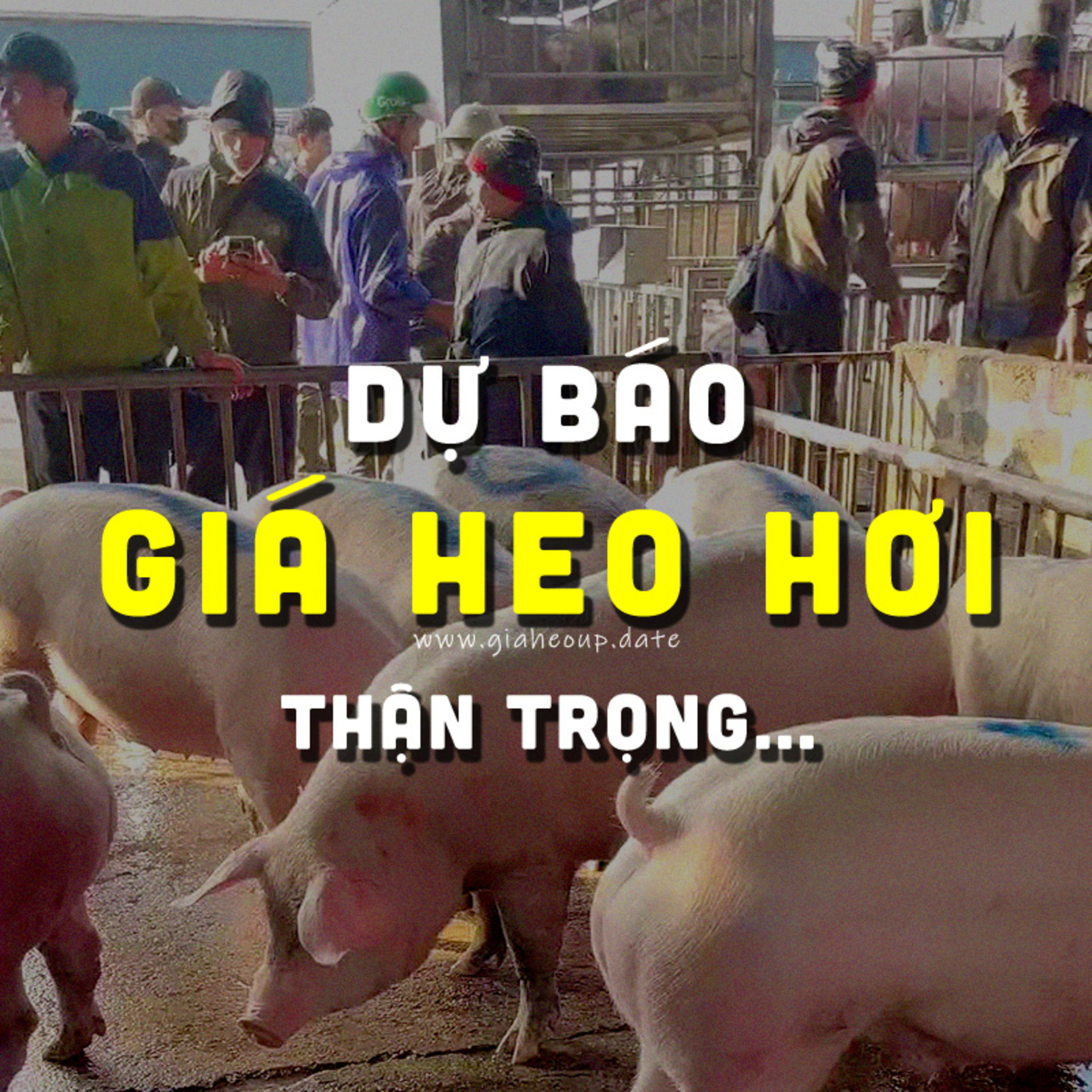 DỰ BÁO GIÁ HEO HƠI NGÀY MAI 12/1/2026 ▶ TĂNG MẠNH? ĐỘNG THÁI TỪ ÔNG LỚN CHĂN NUÔI... #GIAHEOHOI episode artwork