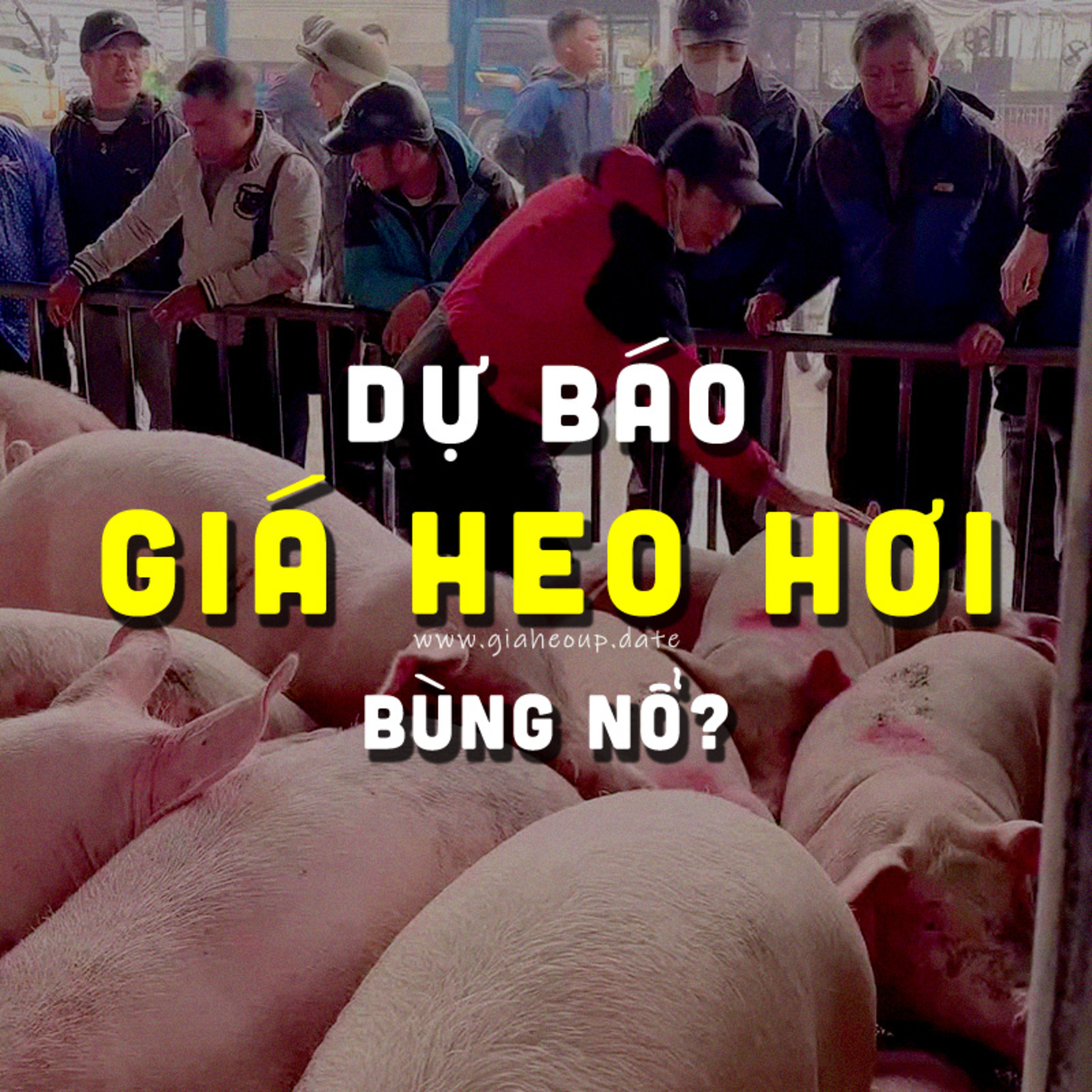 DỰ BÁO GIÁ HEO HƠI NGÀY MAI 27/1/2026 ▶ BÙNG NỔ? ĐỘNG THÁI TỪ ÔNG LỚN CHĂN NUÔI... #GIAHEOHOI episode artwork
