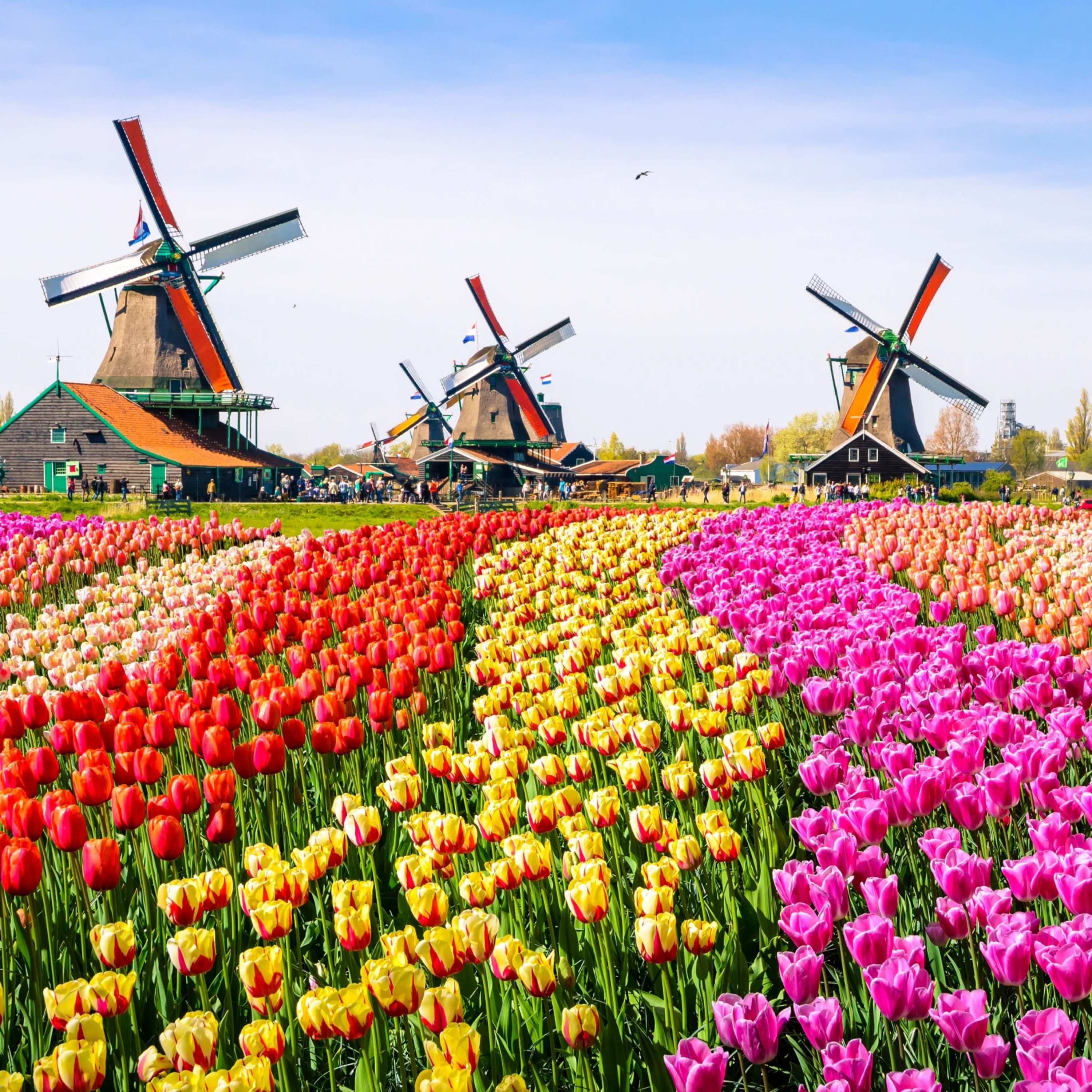 Allegendly Facts About The Netherlands episode artwork