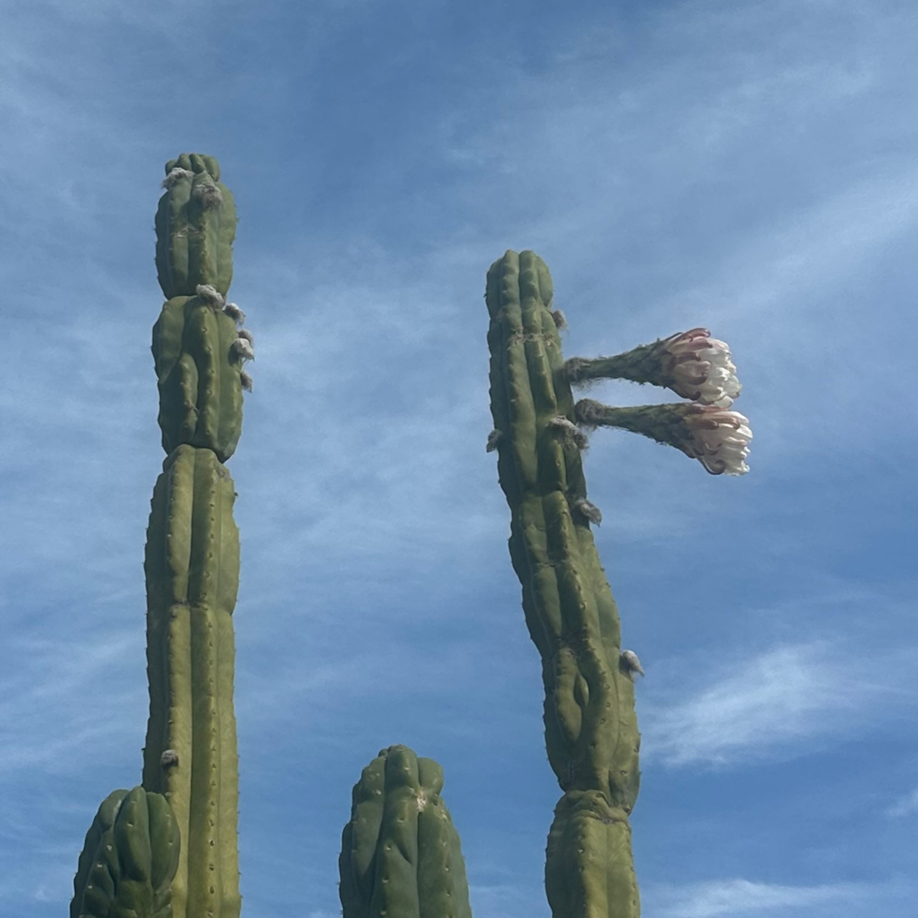 Walking scriptures 54