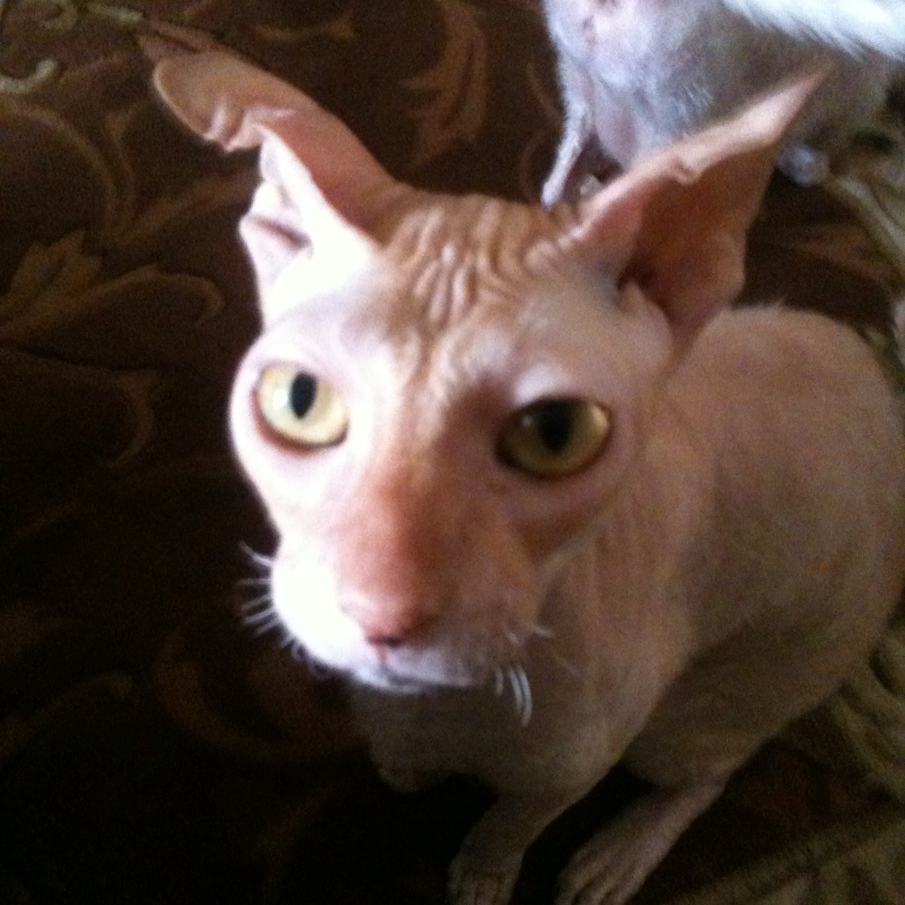 How to skin the cat!🐈