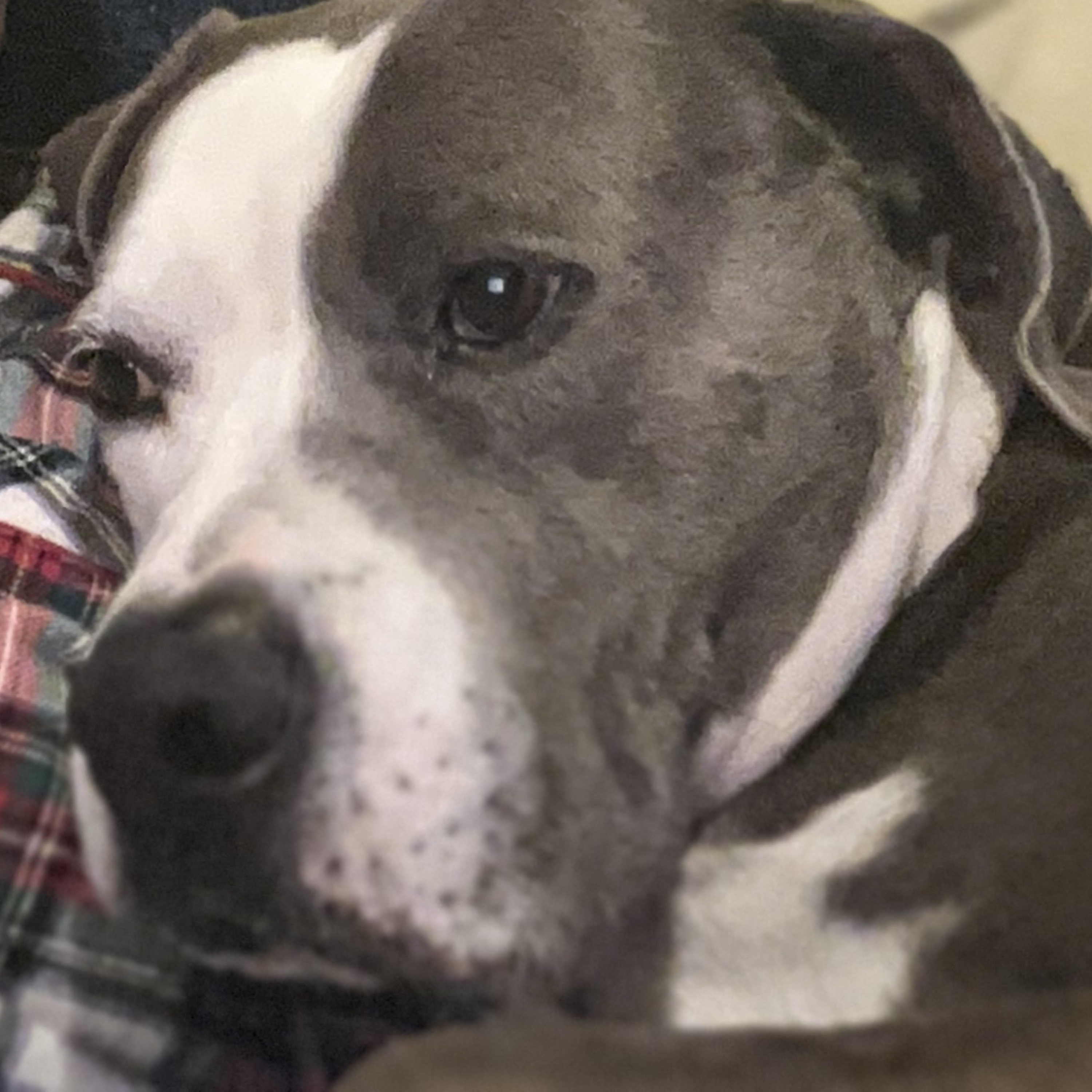 Gods Word for us. AMP