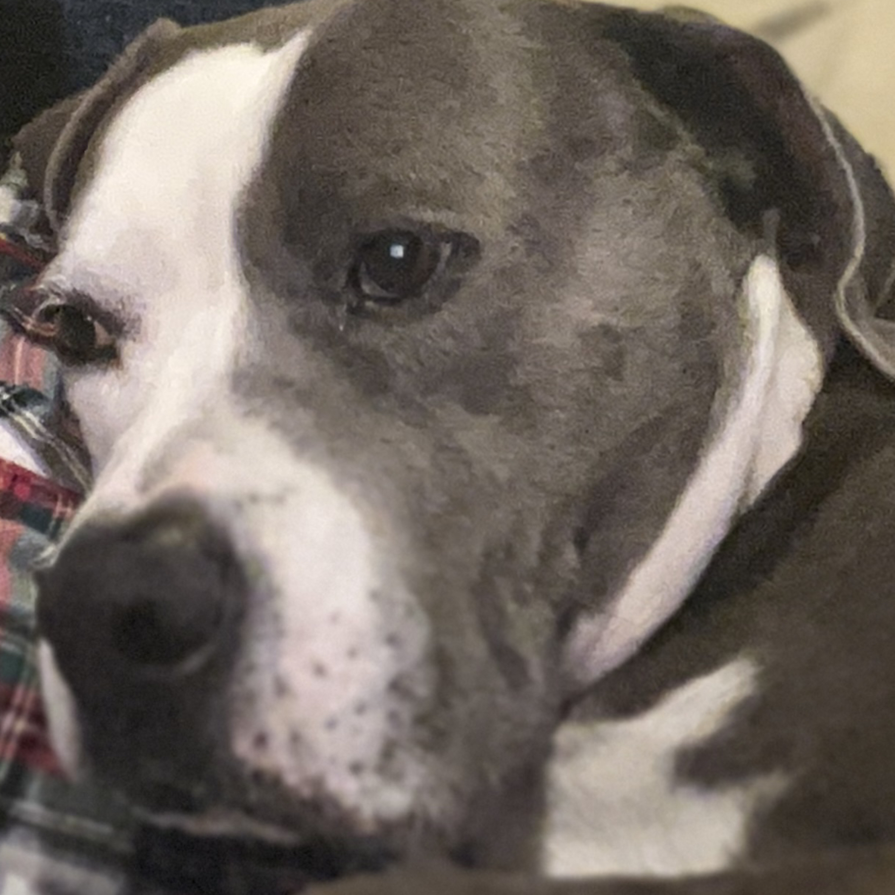 Gods Word using The AMP bible