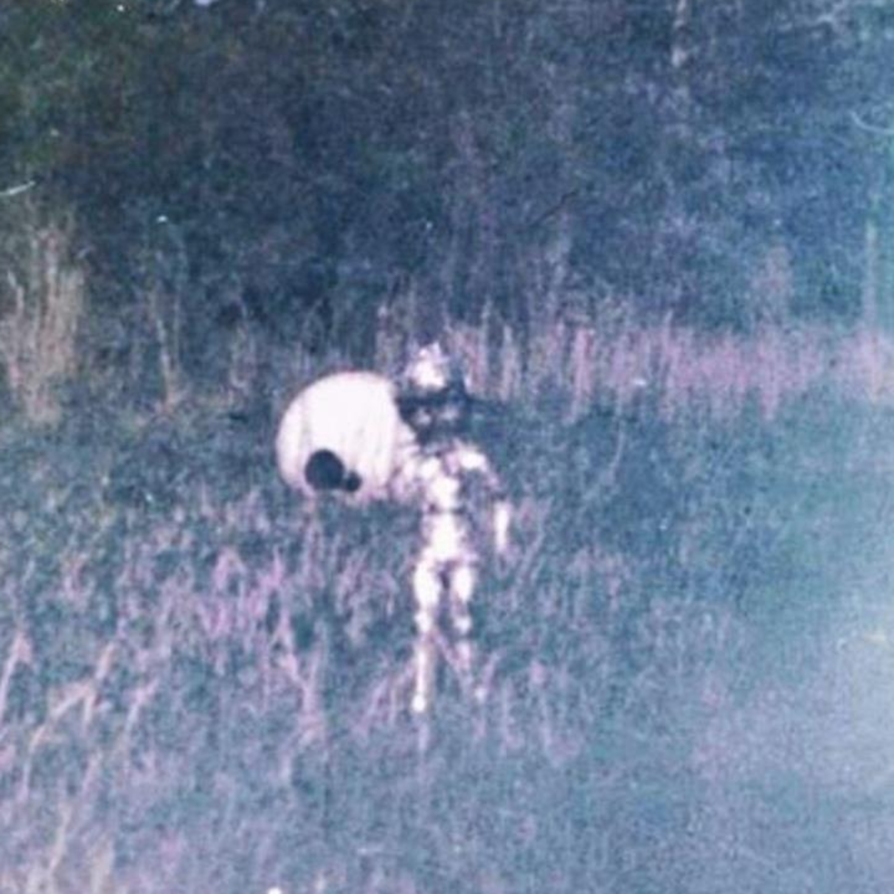 Extraterrestrial Photographed After Exiting White Sphere